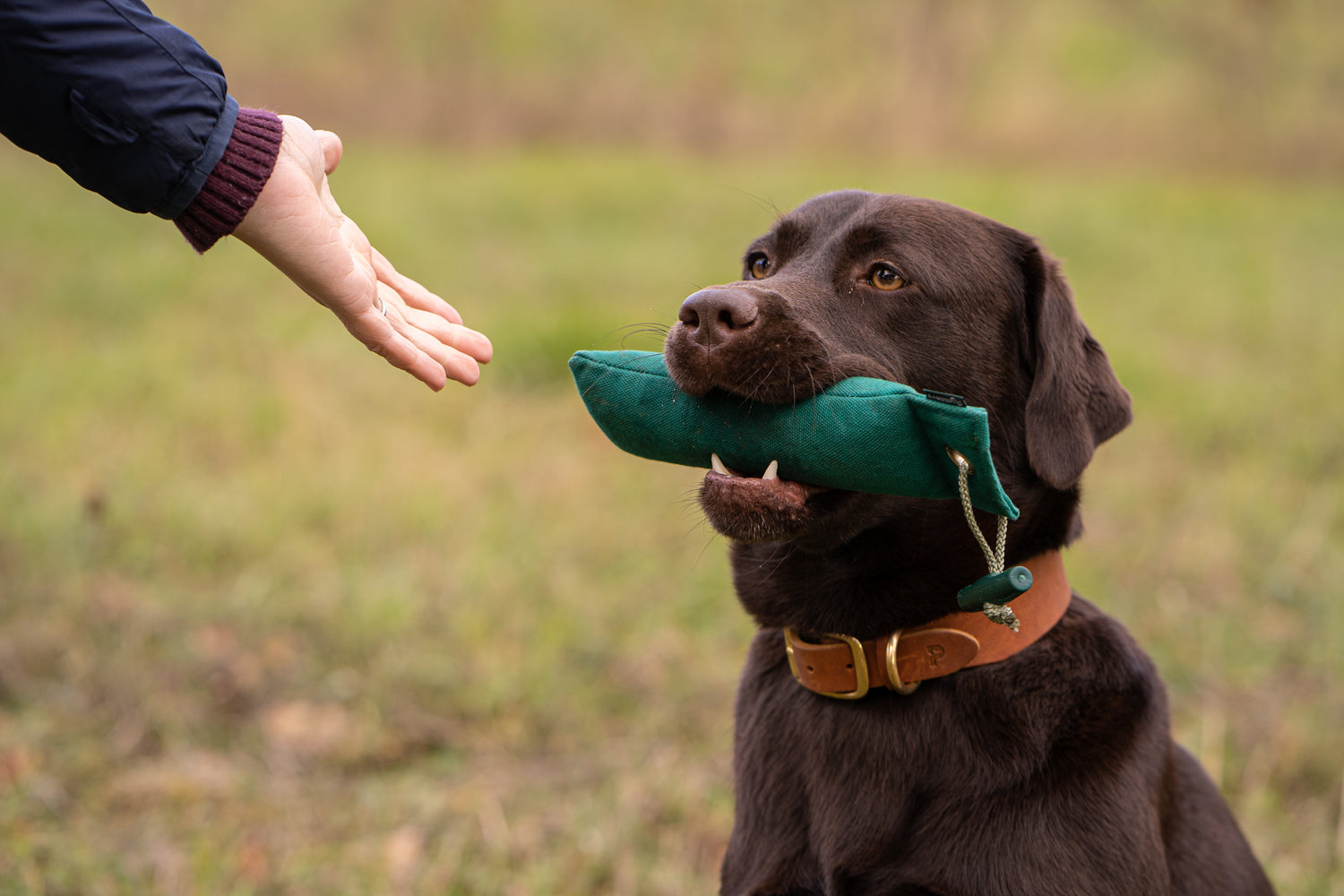 Im zweiten Teil des Serie 'Dummytraining für Anfänger' geht es diese Woche um die klassischen Aufgaben im Dummytraining, wei Einweisen, Markieren und Verlorensuche. Auch einige kreative Ideen für das tägliche Dummytraining dürfen nicht fehlen.