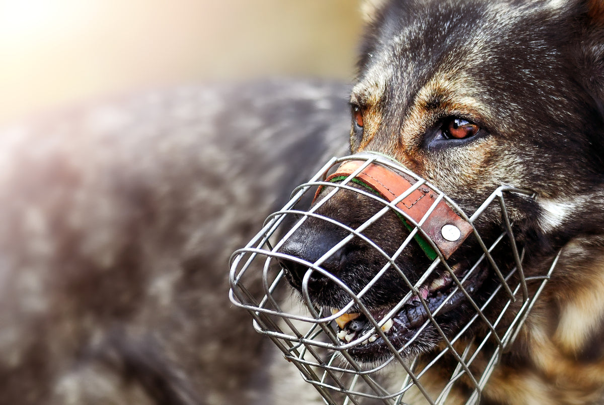 Ein Plädoyer für den Maulkorb – Pawsome Hundeblog