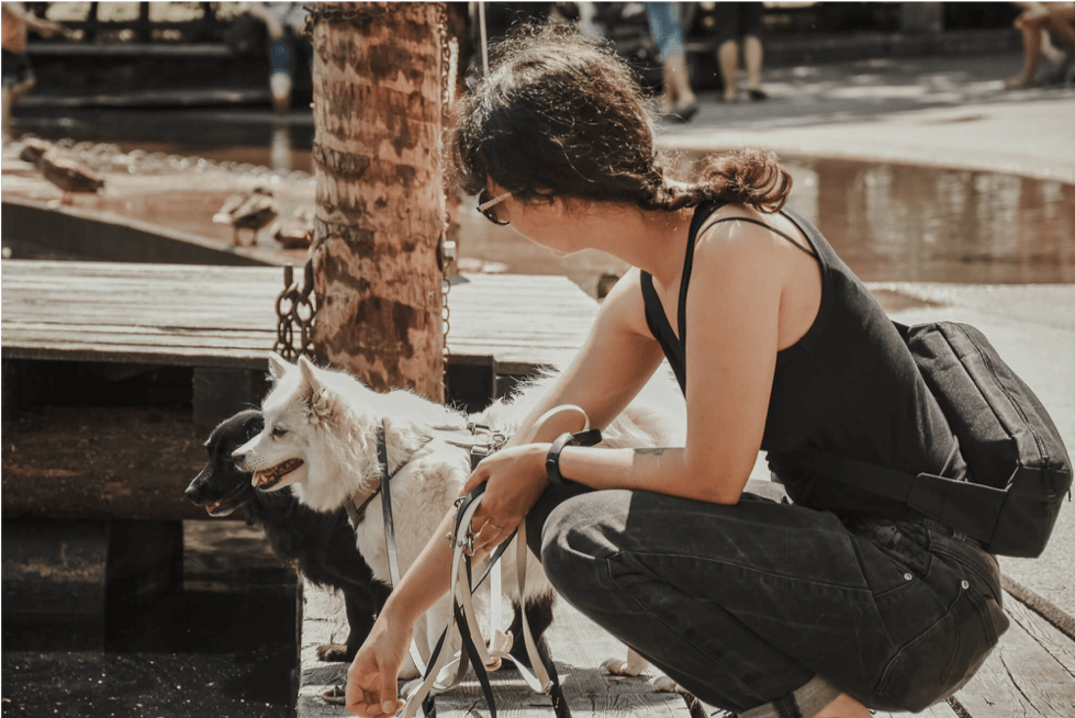 Impulskontrolle für den Hund - Was ist das?