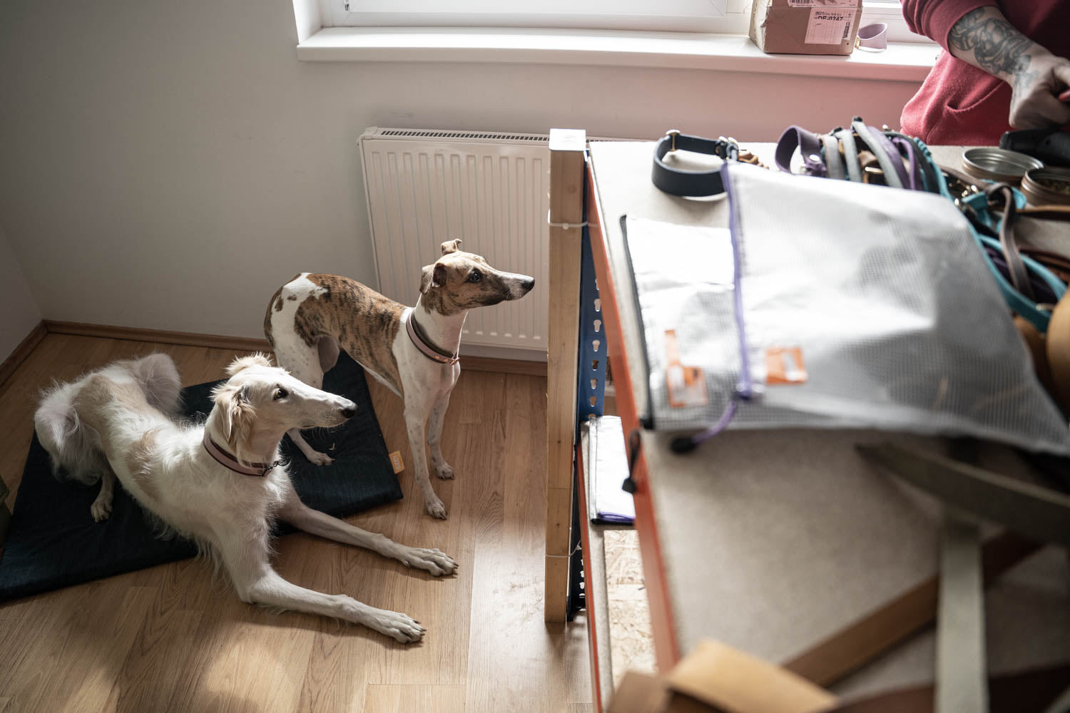 Dieses Bild ist Teil vom Blogbeitrag 'Der Traum vom Bürohund: Wie ist das möglich?' Welches Training für das Büro gut ist und wie du proaktiv mit Kollegen kommunizieren kannst erfahrst du in diesem Beitrag.