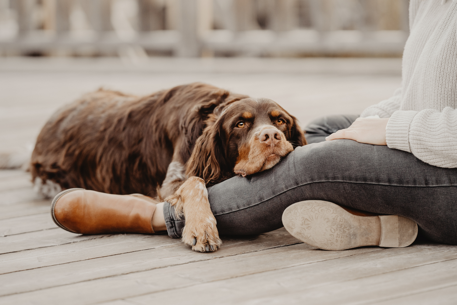 Dieses Foto ist Teil des Blogbeitrags 'Spickzettel für tolle Hundefotos mit den 5 besten Tipps'. Es ist von Magdalena Deutsch von Stadtpfoten.