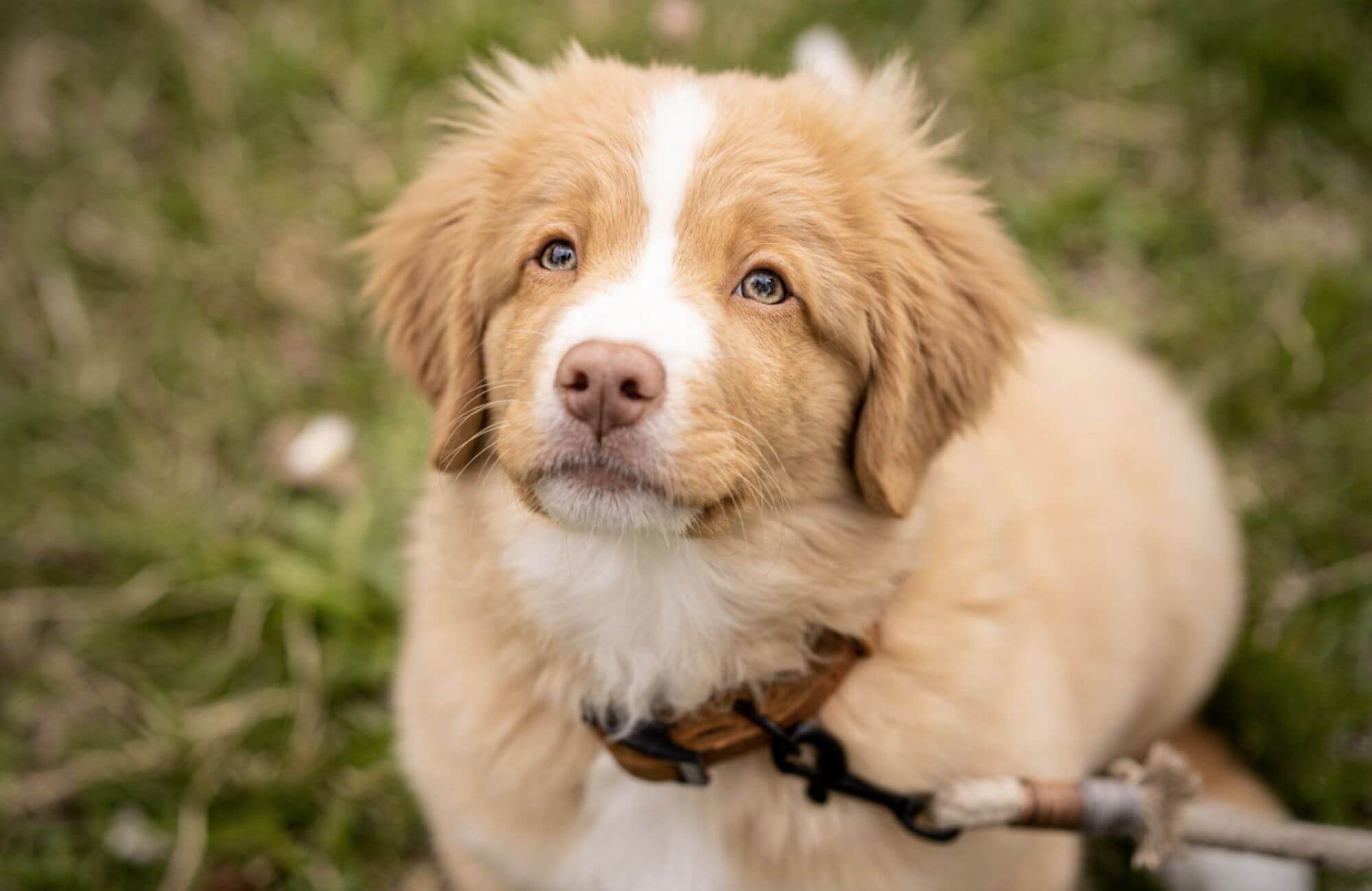 Hurra, ein Welpe zieht ein! - Was du alles vor seiner Ankunft besorgen solltest