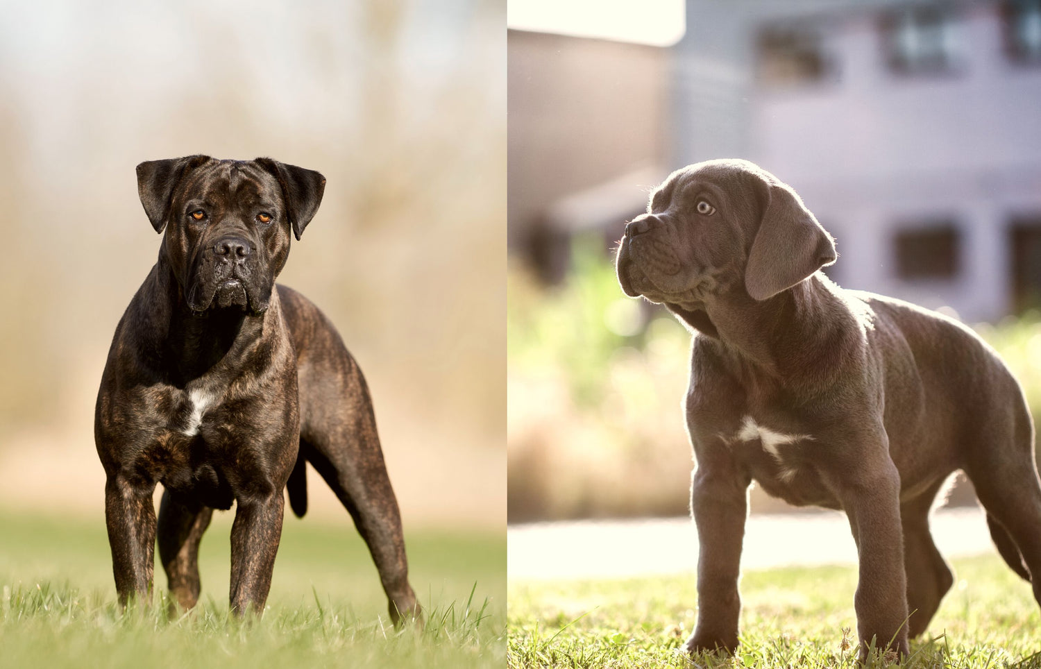 Cane Corso - Kräftiger Italiener mit langer Geschichte