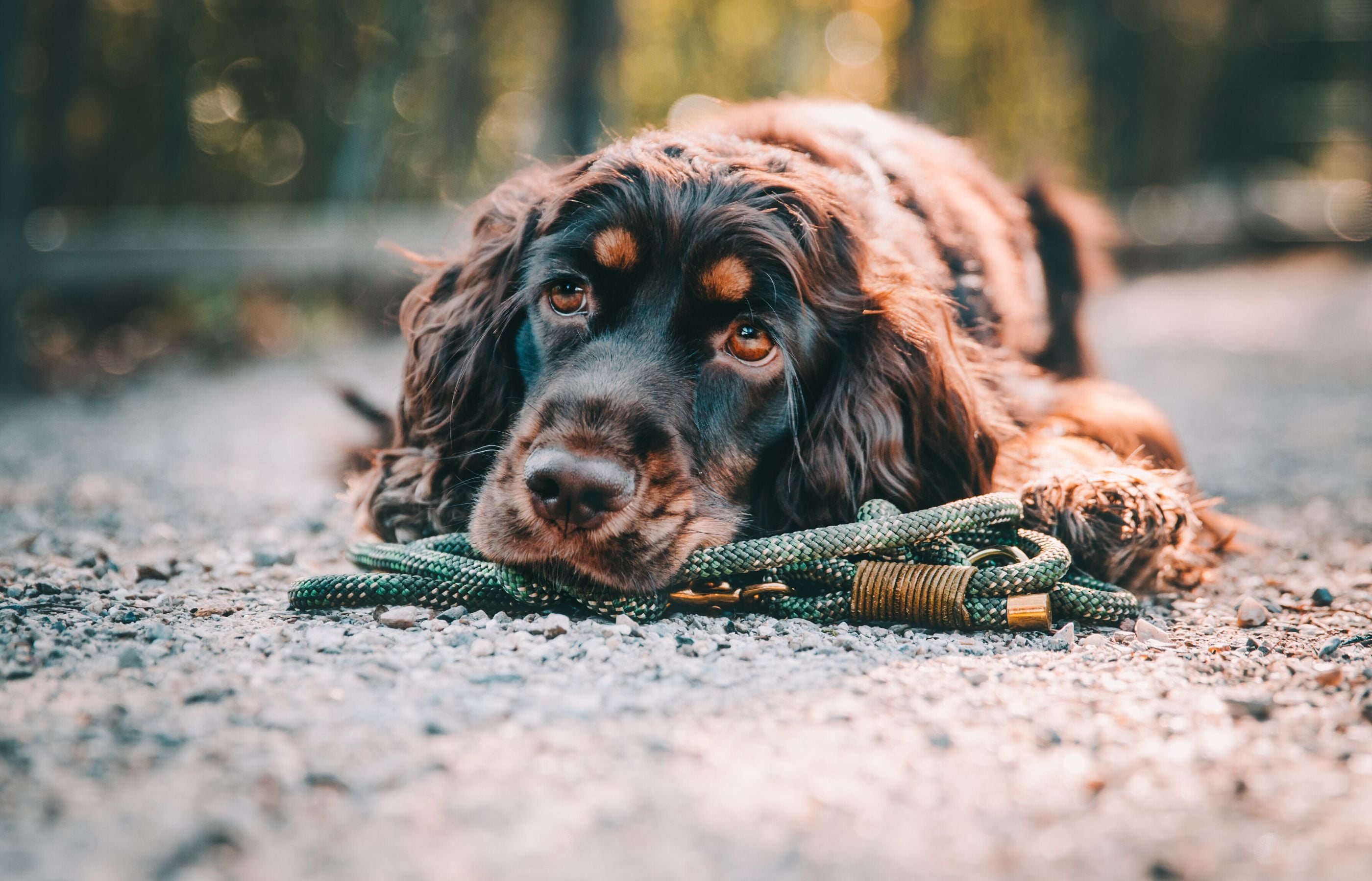 English Cocker Spaniel - Vielseitiger Jagd- und Familienhund
