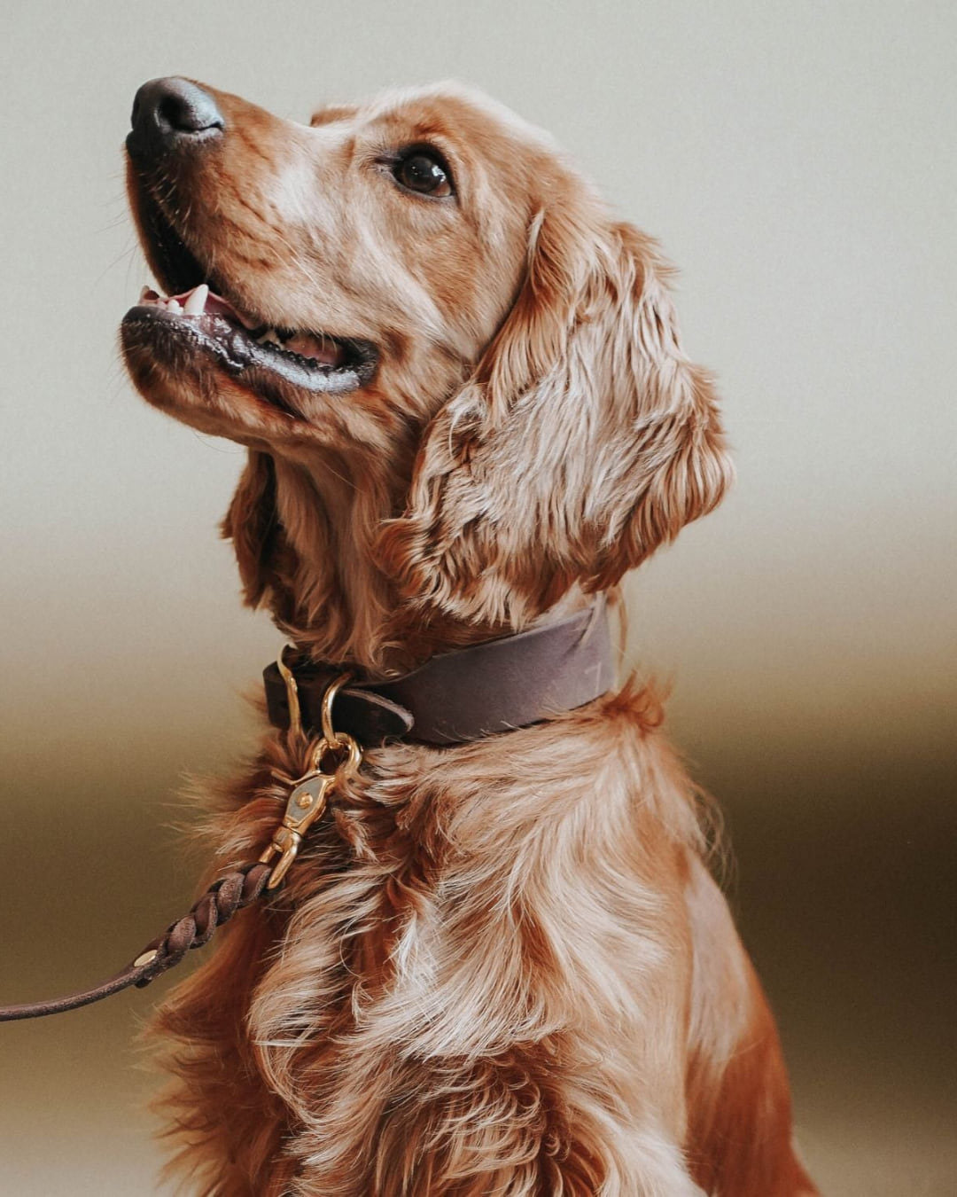 Spaniel mit der Hundeleine Bjarki in Kastanie