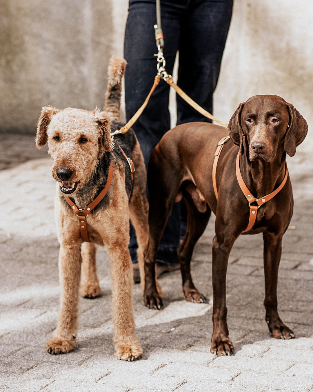 Komplett-Set | 2 Verbindungsteile aus Biothane für 2 Hunde an einer Leine inkl. O-Ring
