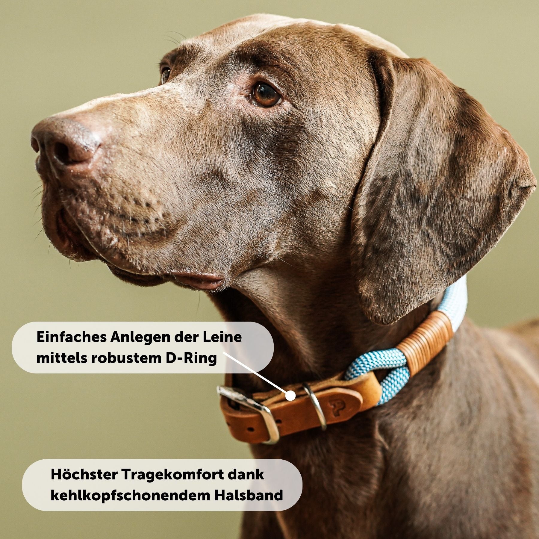 Tauhalsband 'Pazifik'