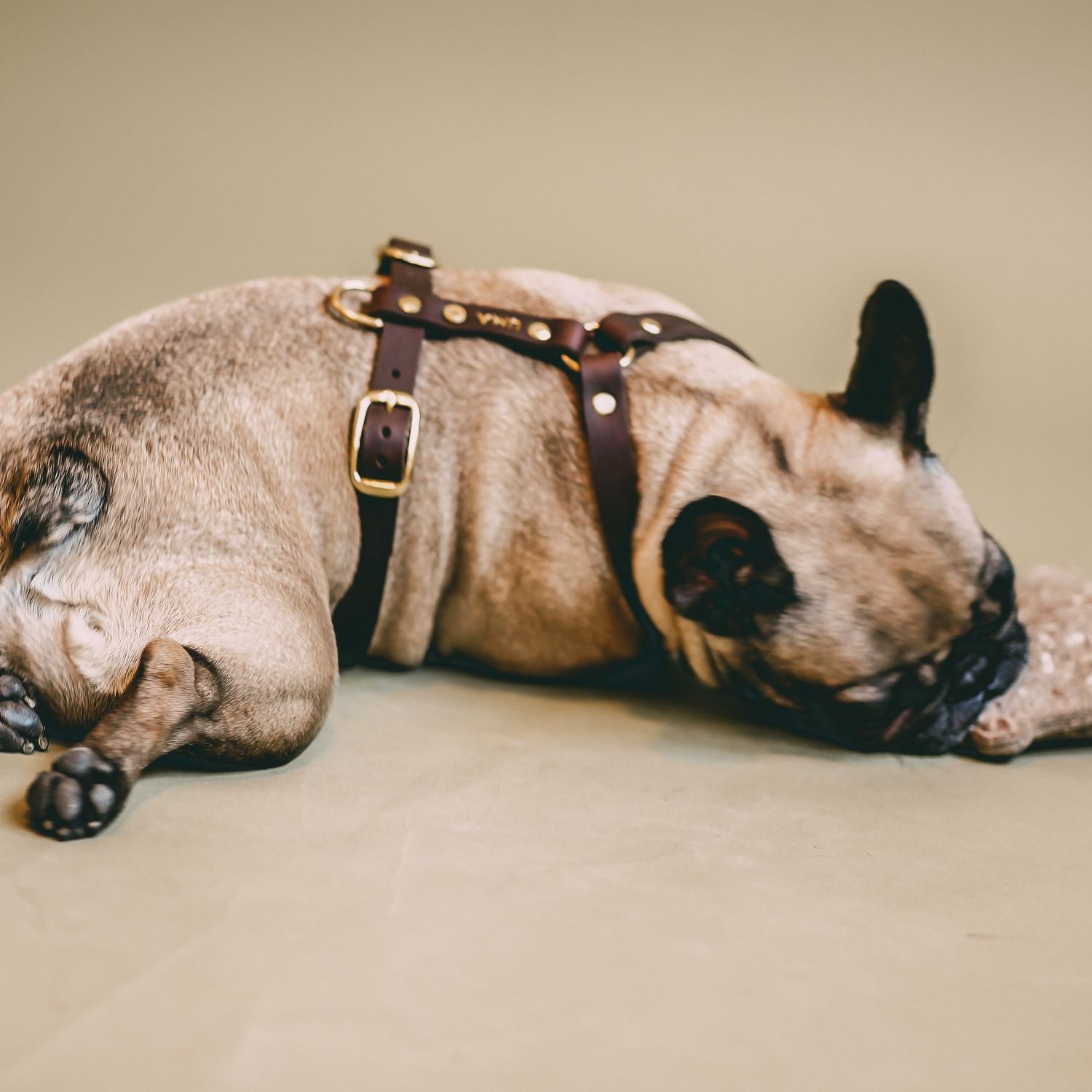 Hundegeschirr 'Bjarki' in Kastanie