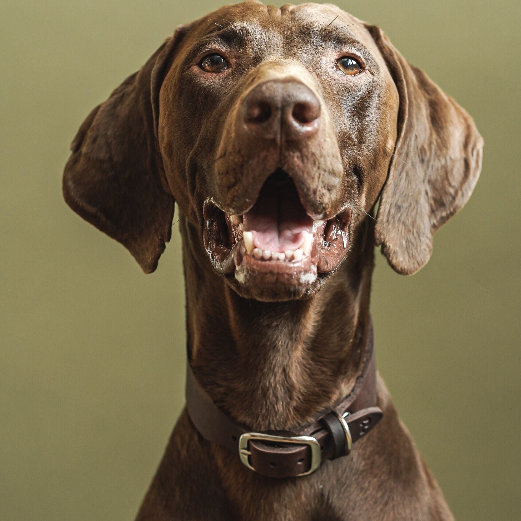 Personalisierbares Lederhalsband mit Name | Kastanie