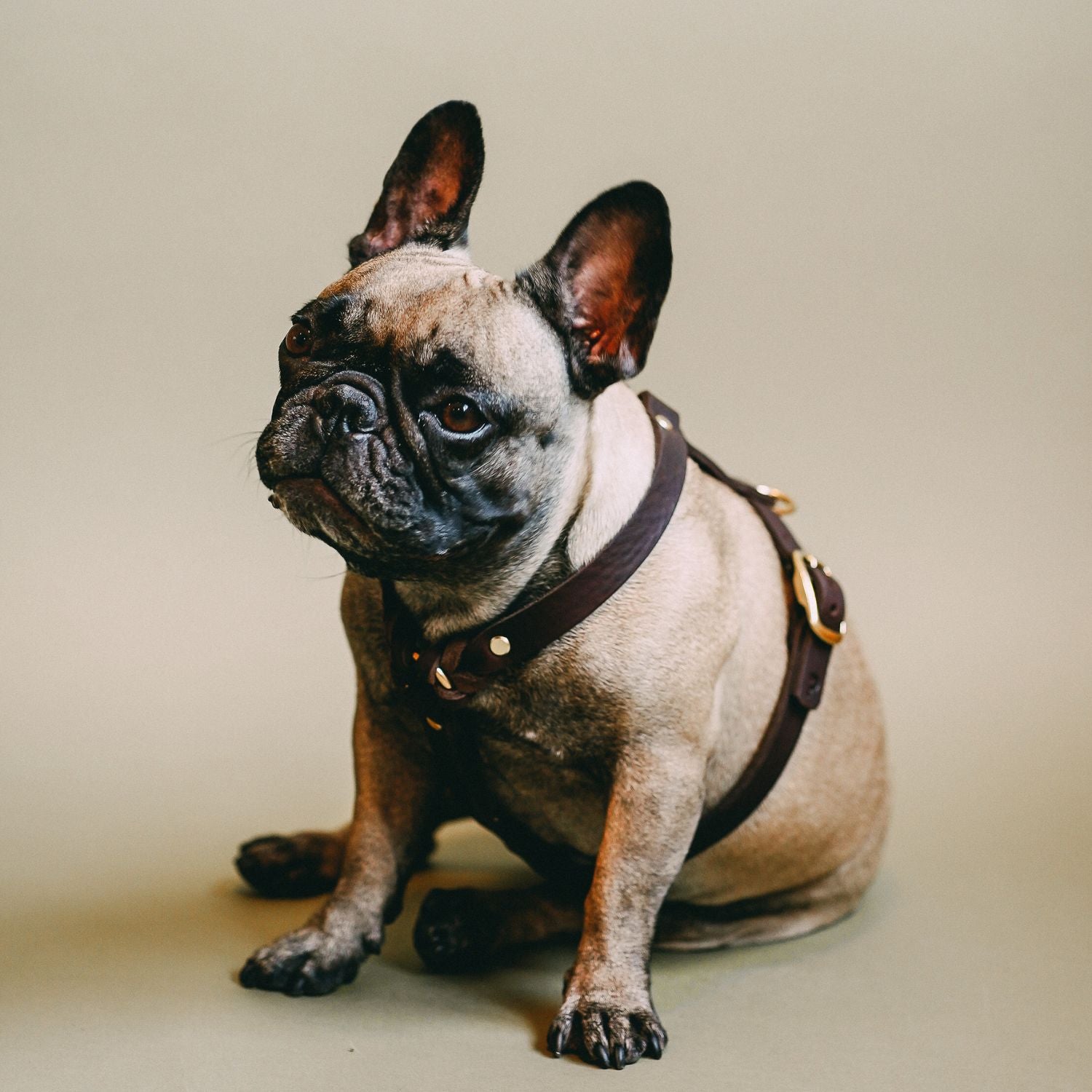 Hundegeschirr 'Bjarki' in Kastanie