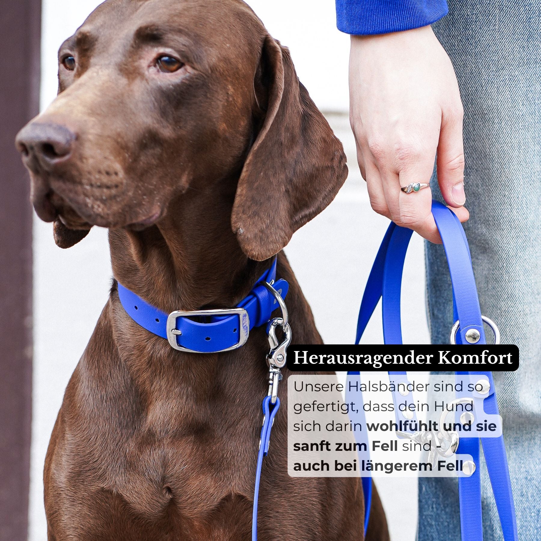 Set | Halsband & Leine aus Biothane® 'Royalblau'