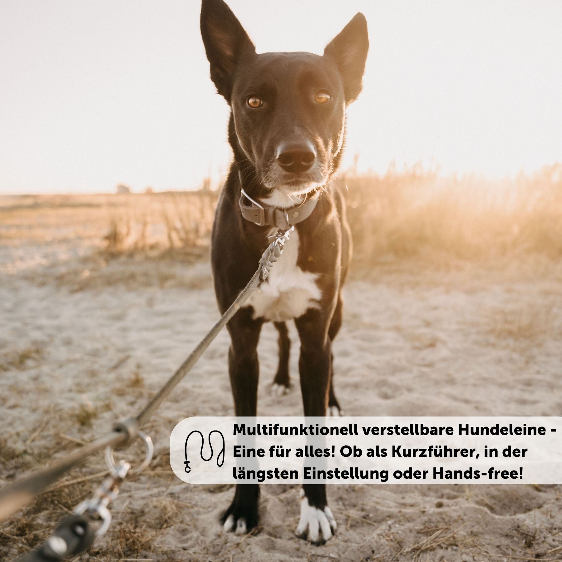 Set | Lederhalsband & Leine in Steingrau