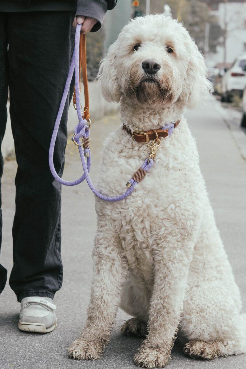 B:Ware | Tauleine 'Lavendel' mit Lederhandschlaufe