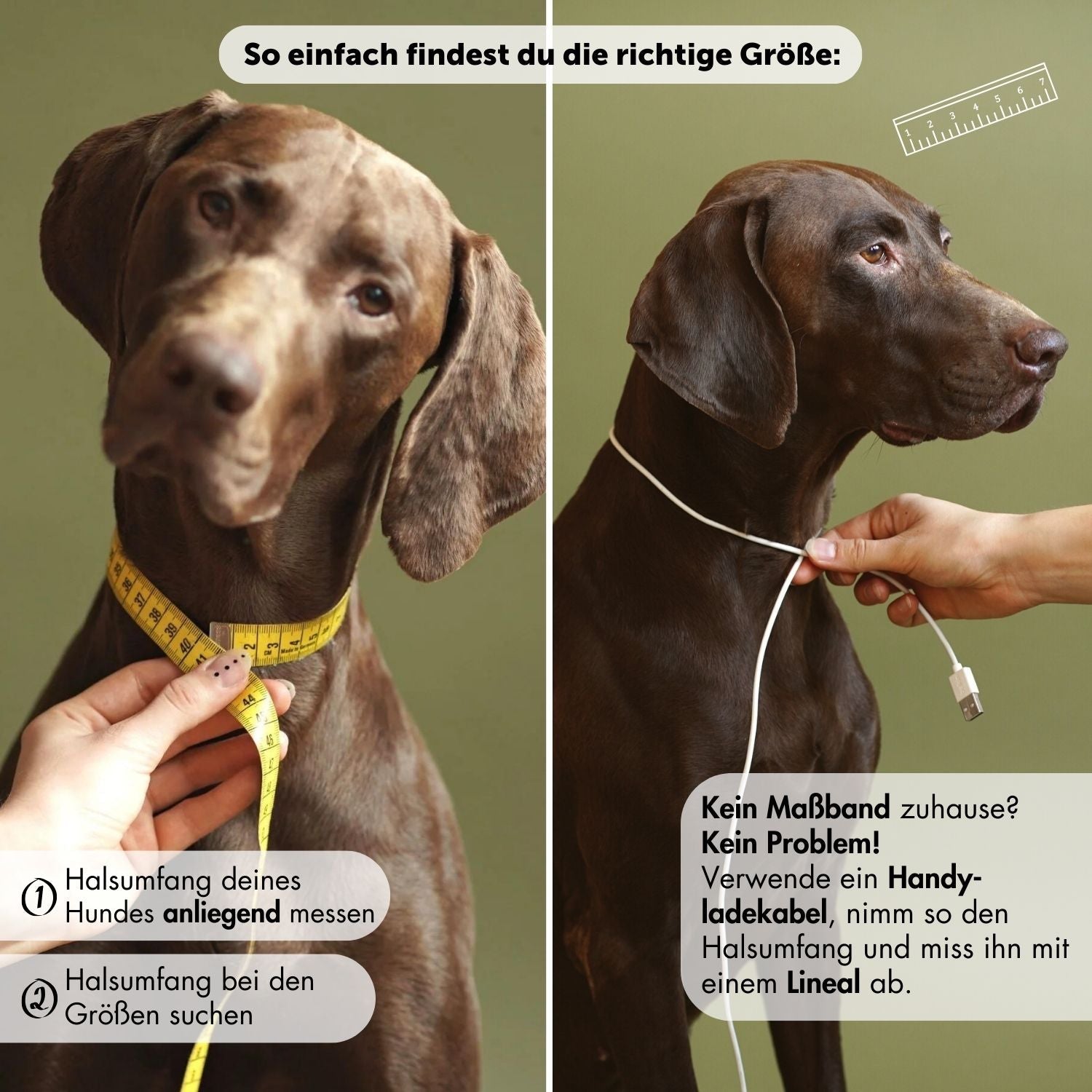 Set | Halsband & Leine aus Biothane® 'Hellbraun'