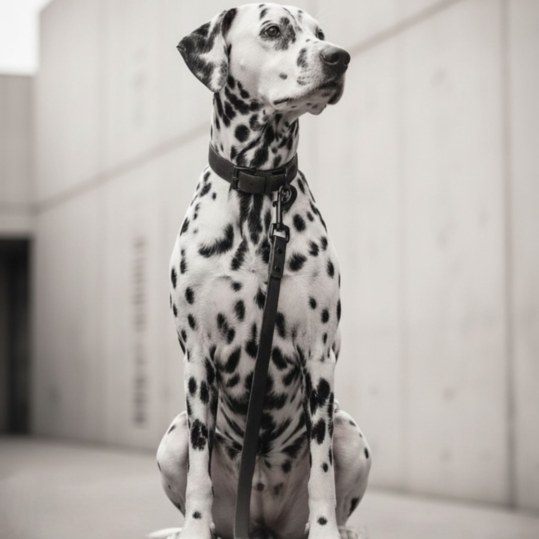 Hundeleine aus Biothane® 'All Black'