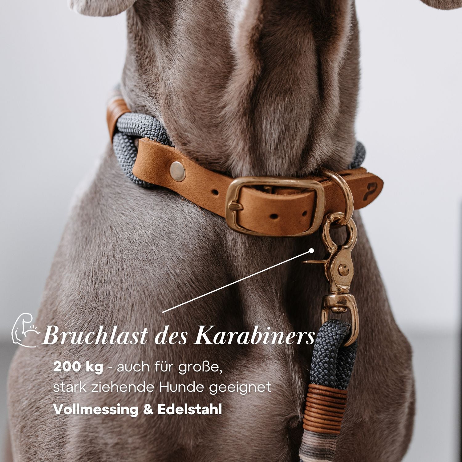 Set | Halsband & Leine 'Vienna'