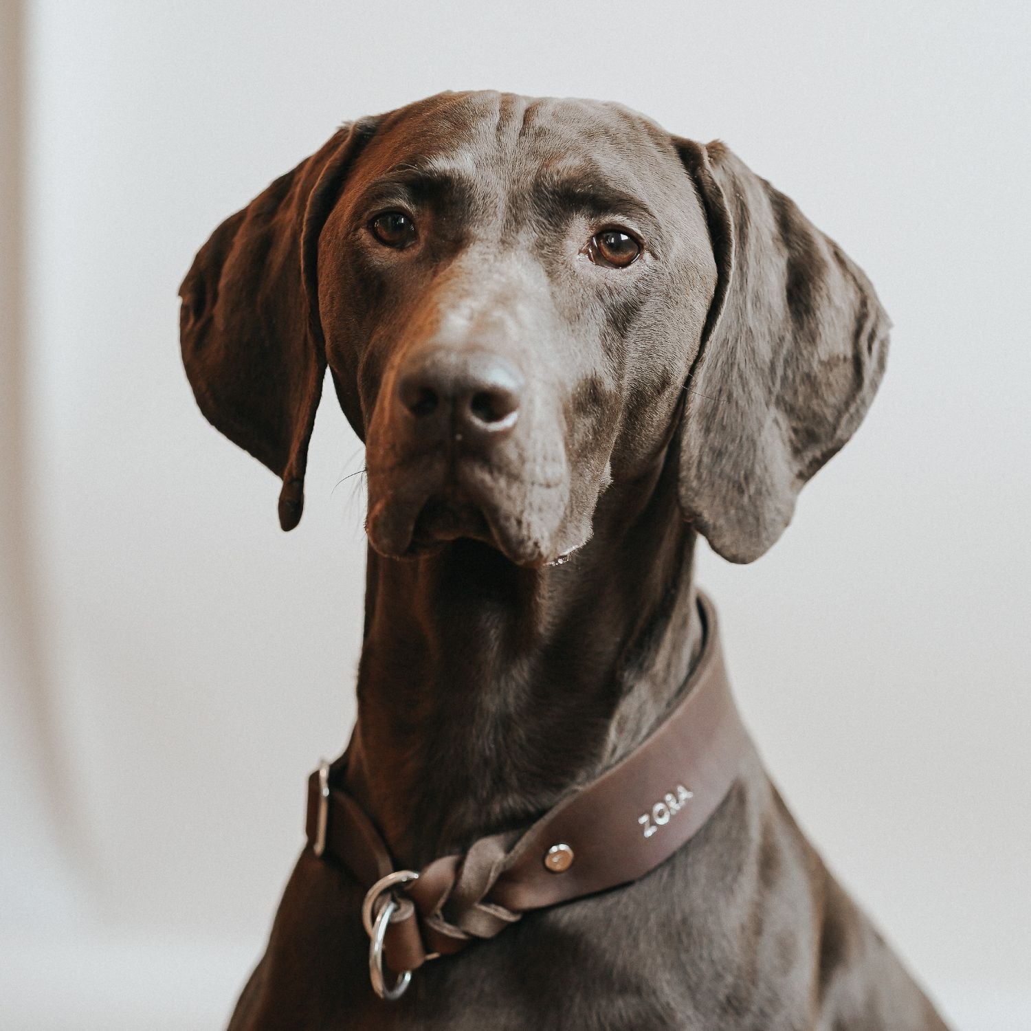 Zugstopp-Halsband aus Fettleder 'Kastanie'