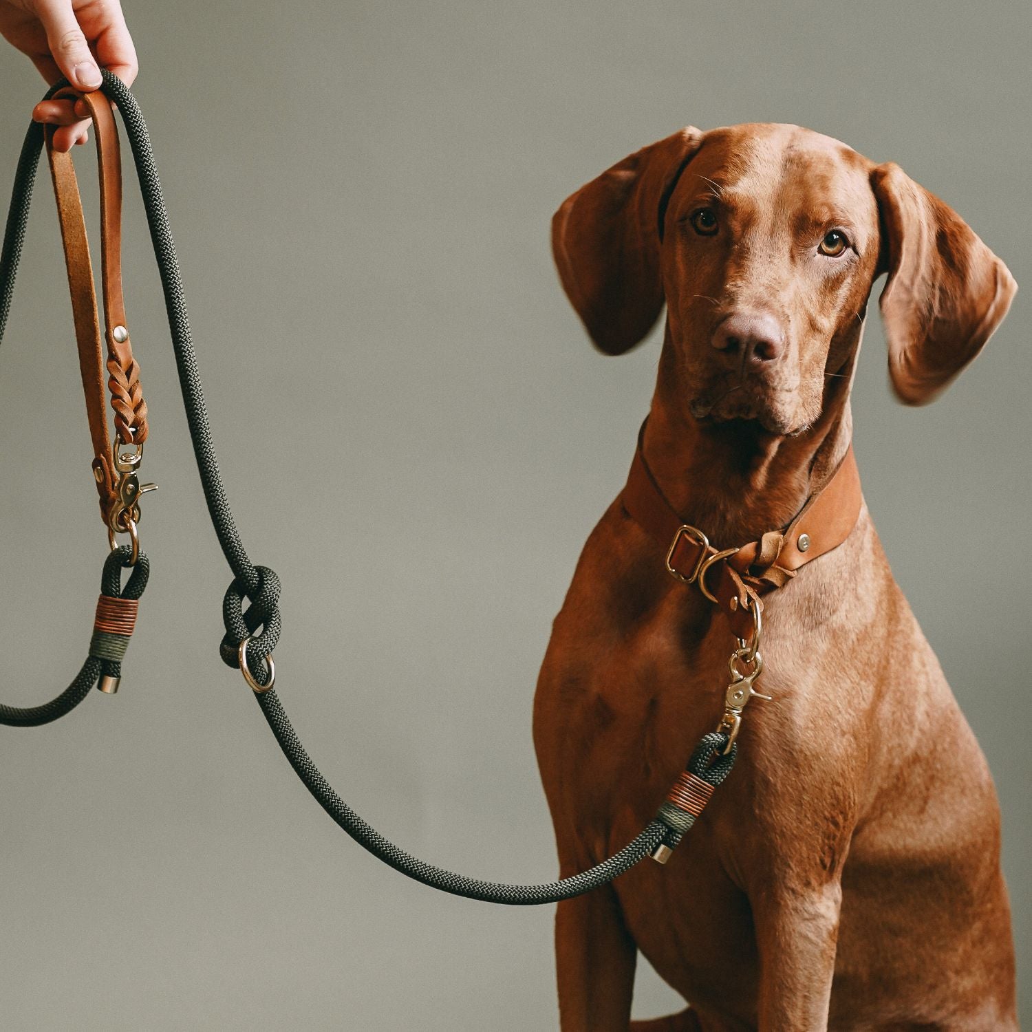 Zugstopp-Halsband aus Fettleder 'Cognac'