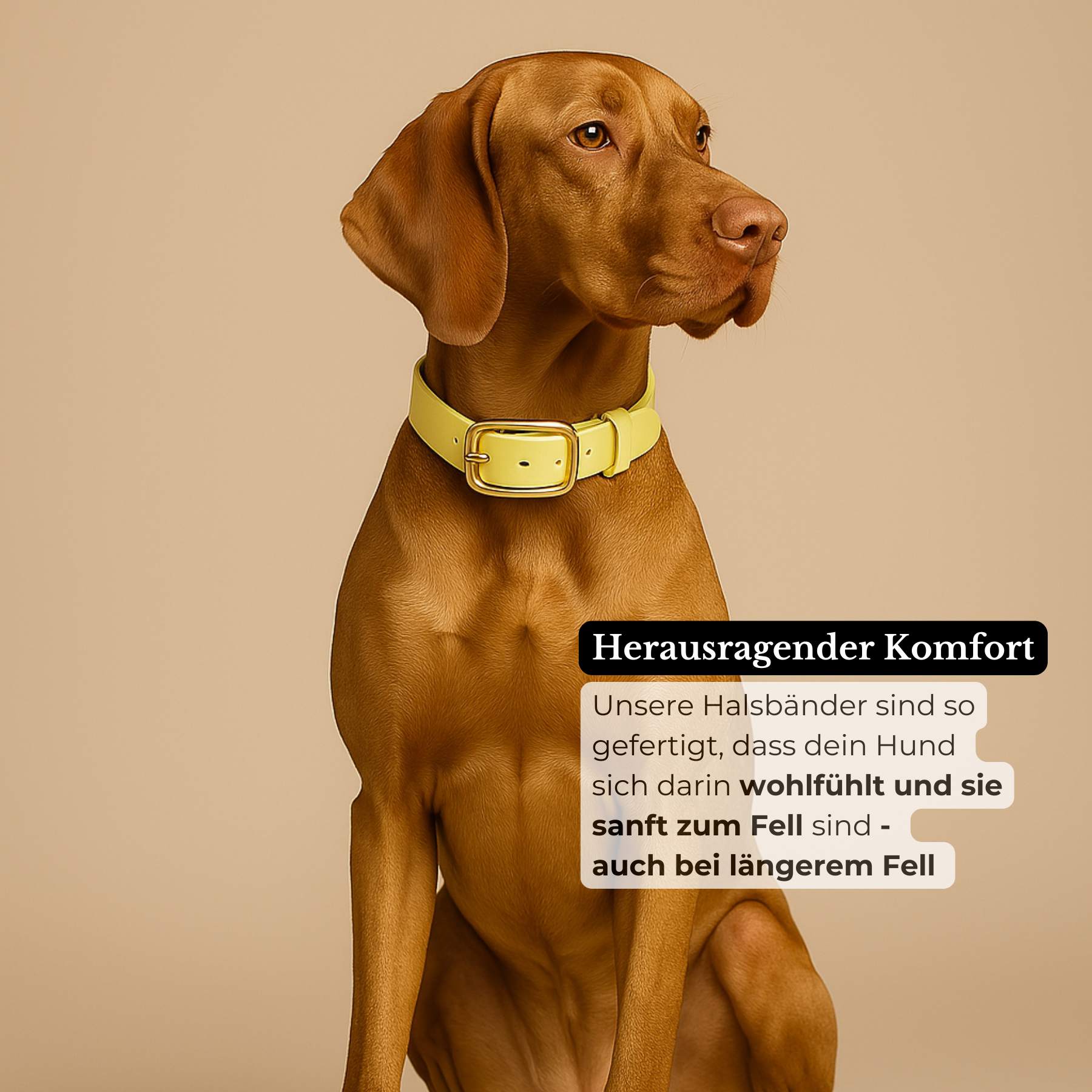 Biothane® Halsband 'Buttercup'