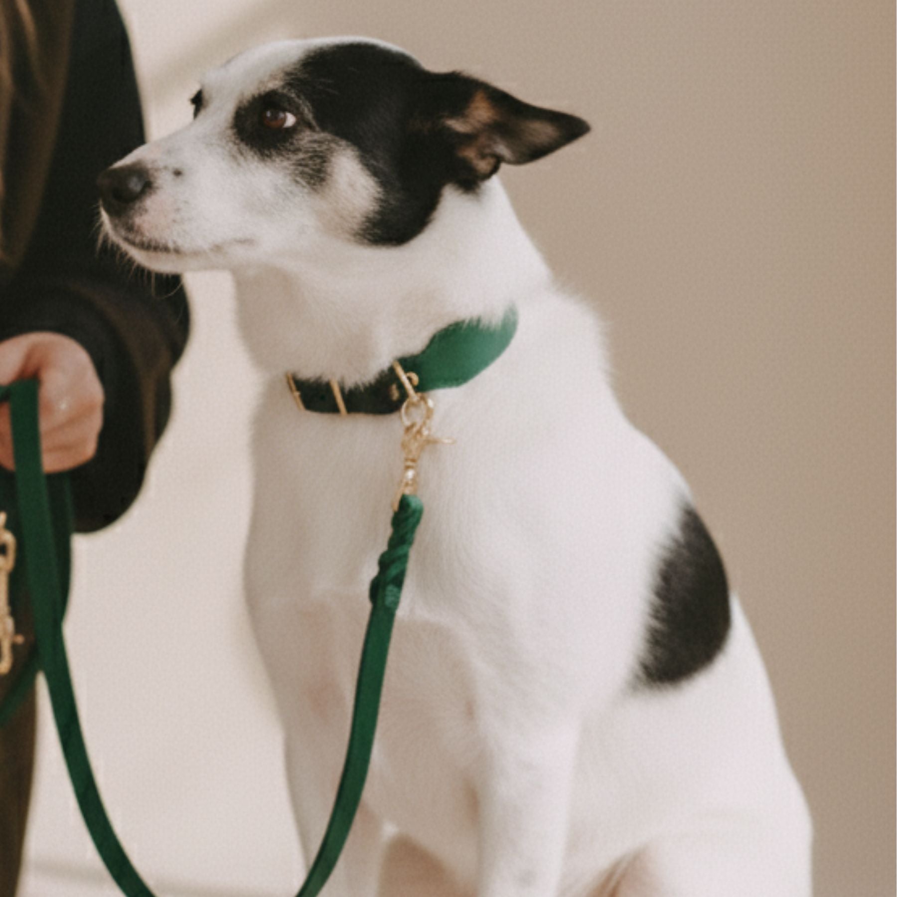 Set | Lederhalsband & Leine in Petrol