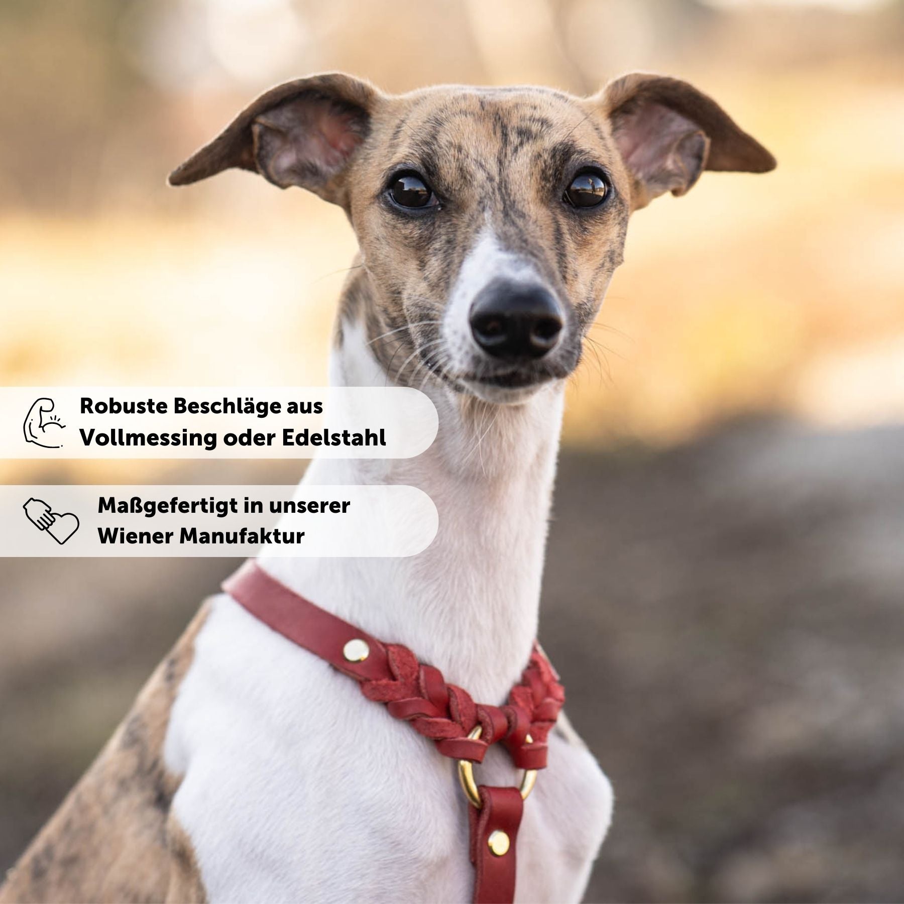 Hundegeschirr 'Bjarki' in Chili