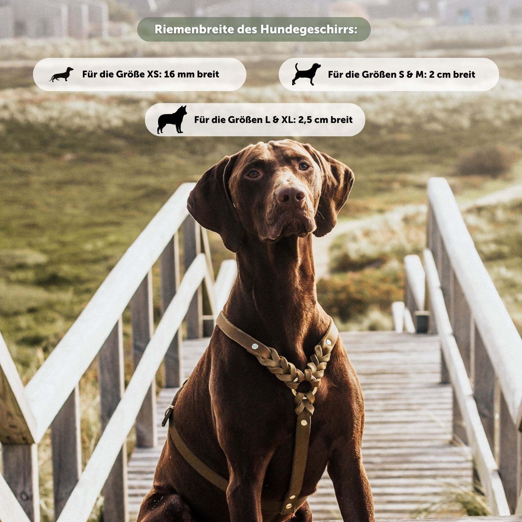 Hundegeschirr aus Biothane 'Mika' | Khaki