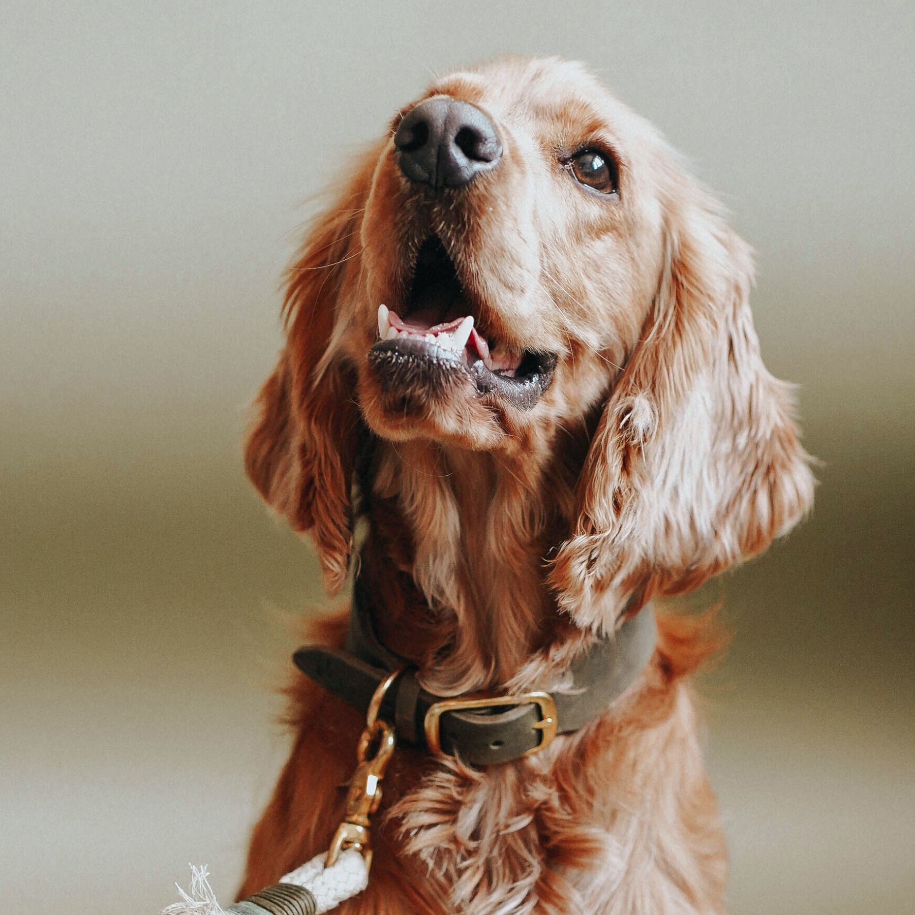 Personalisierbares Lederhalsband mit Name | Olive