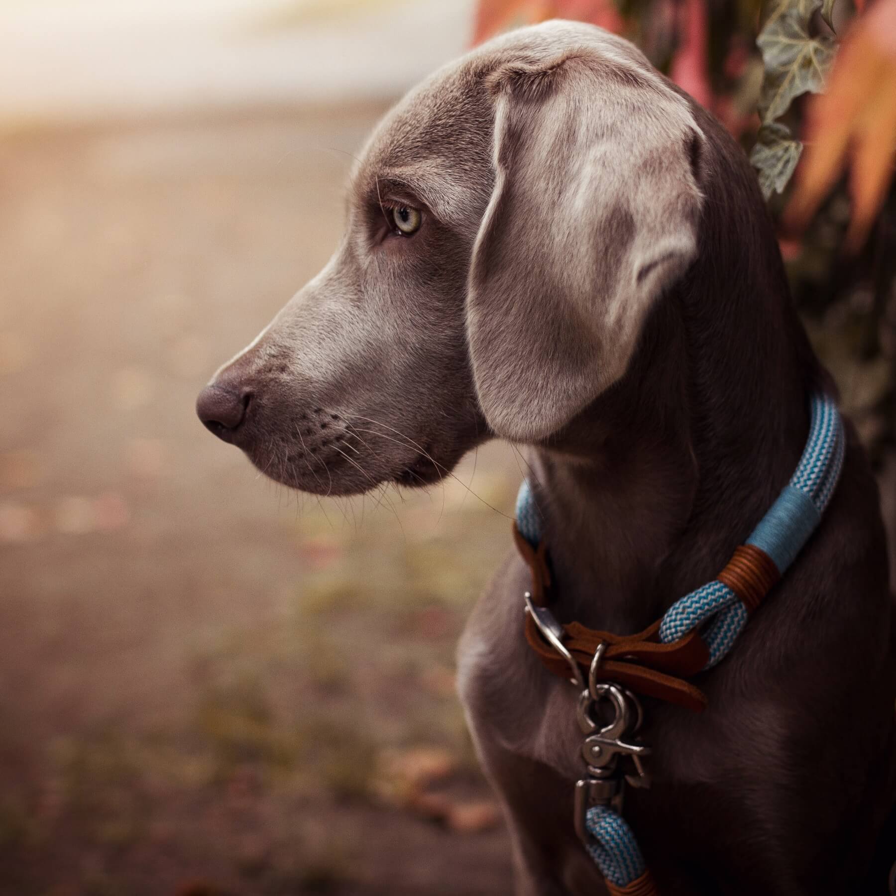 Tauhalsband 'Pazifik'