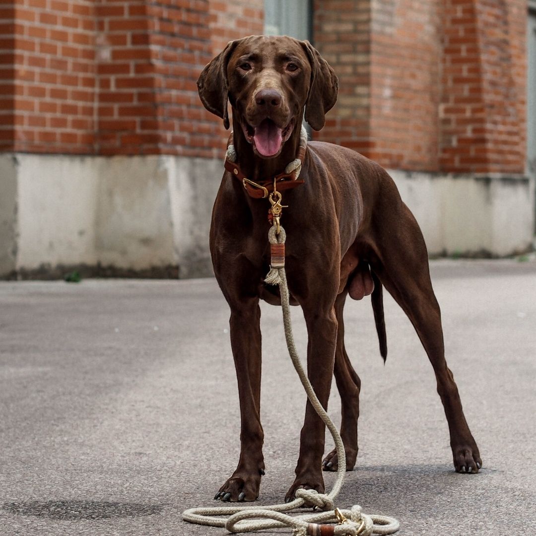 Tauhalsband 'Earthy'