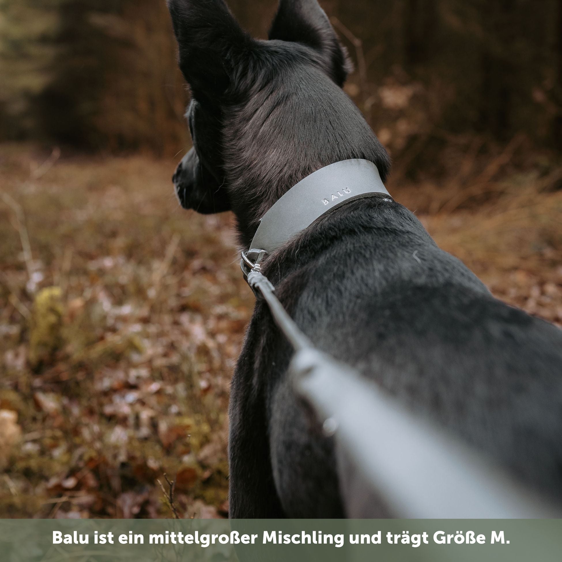 Lederleine 'Bjarki' in Steingrau