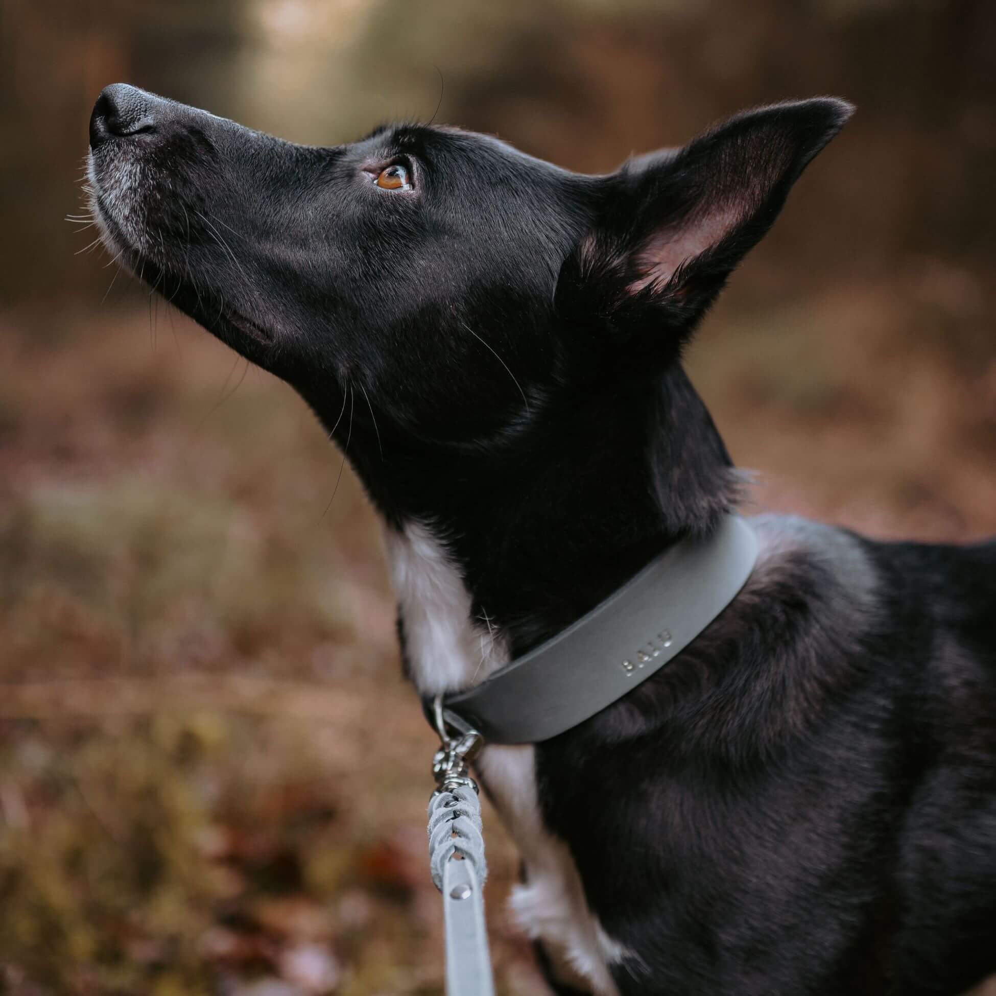 Lederleine 'Bjarki' in Steingrau