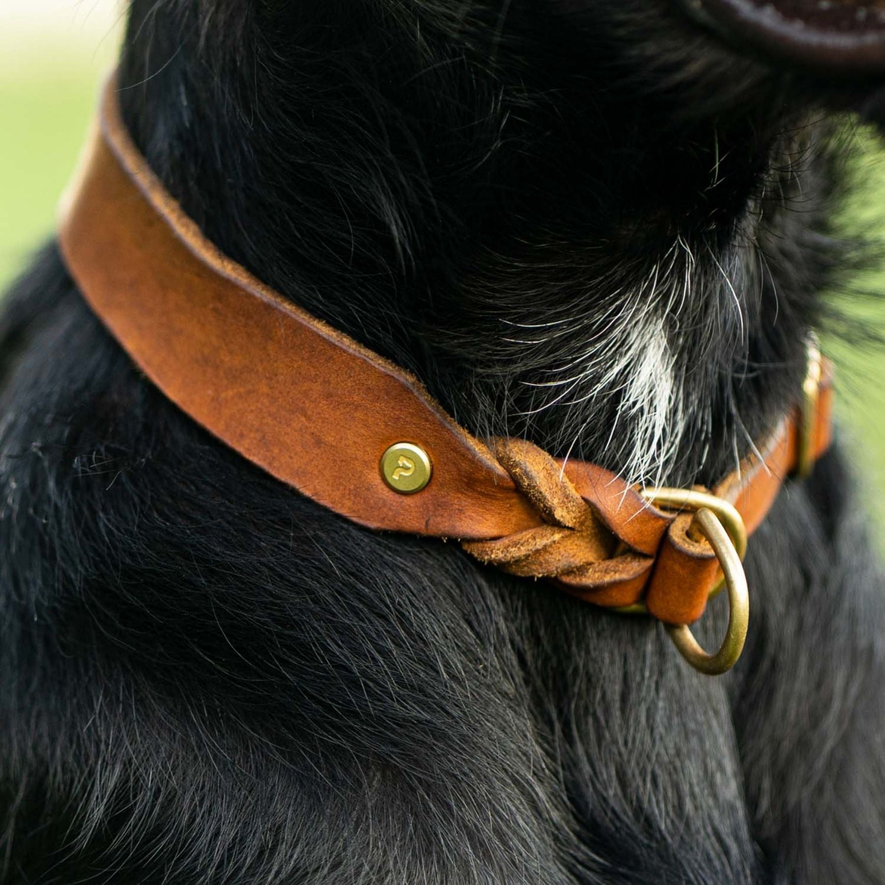 Unser Zugstopp-Halsband in 3 cm Breite kommt völlig ohne Schnickschnack aus, gerade seine Einfachheit macht es so edel und es ist gerade deshalb der ein Hingucker. Zudem ist das Halsband durch das verwendete Fettleder super pflegeleicht und bleibt lange ein treuer Begleiter im Alltag mit Hund. Unsere Zugstopp-Halsbänder sind verstellbar, wachsen also auch ein wenig mit. Wir fertigen sie individuell auf den Halsumfang deines Hundes.