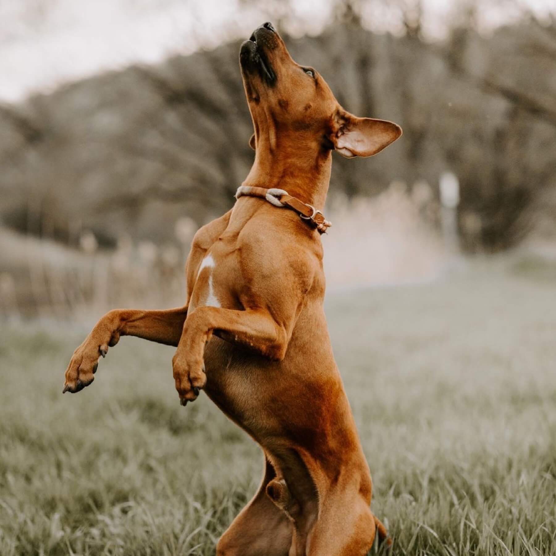 Tauhalsband 'Earthy'