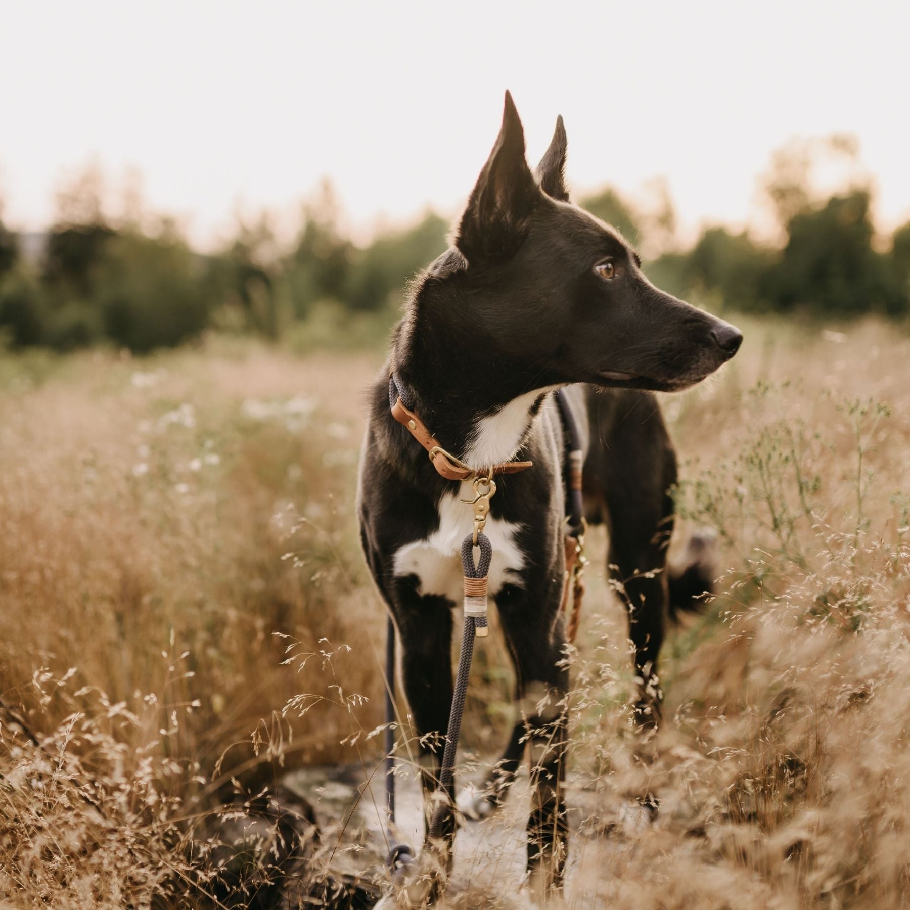 Set | Halsband & Leine 'Vienna'