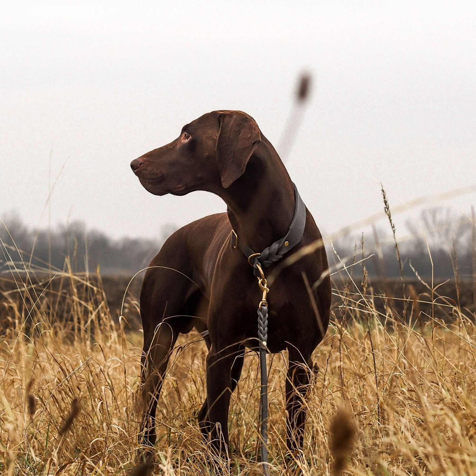 Zugstopp-Halsband aus Fettleder 'Steingrau'