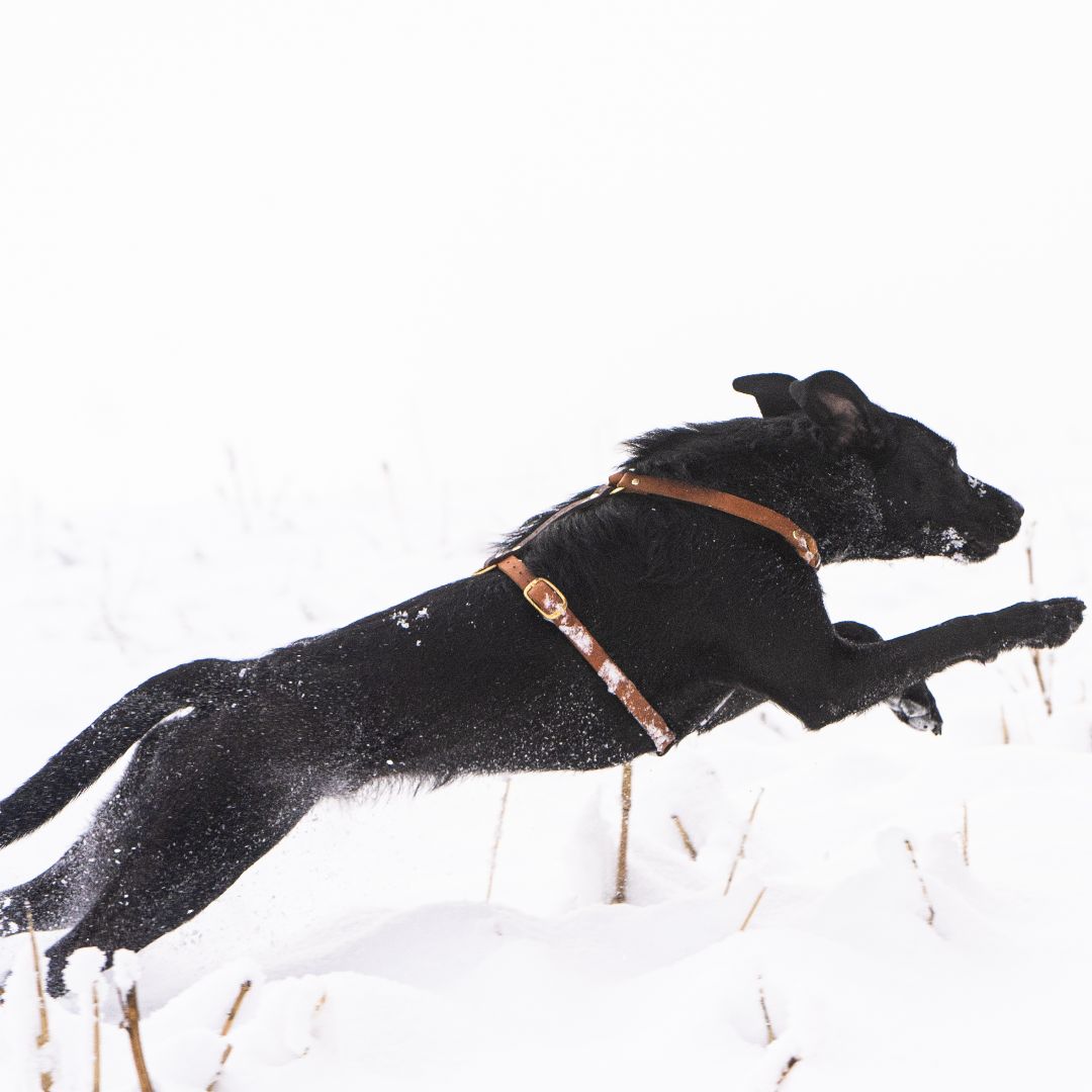 Hundegeschirr 'Bjarki' in Cognac