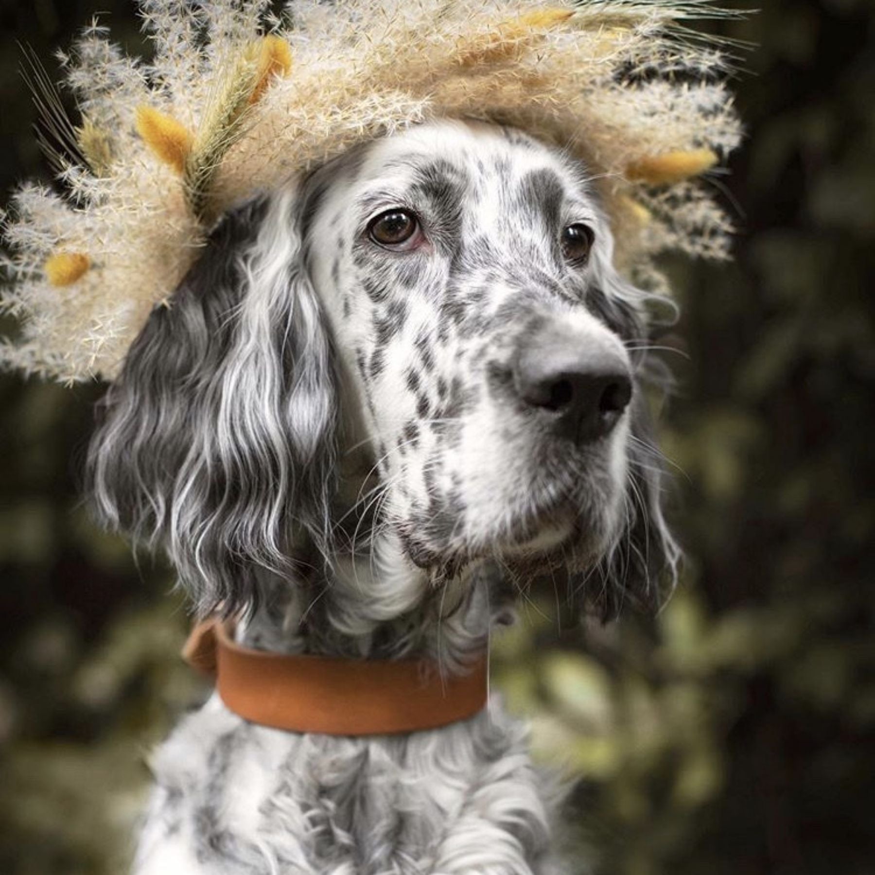 Set | Lederhalsband & Leine in Cognac