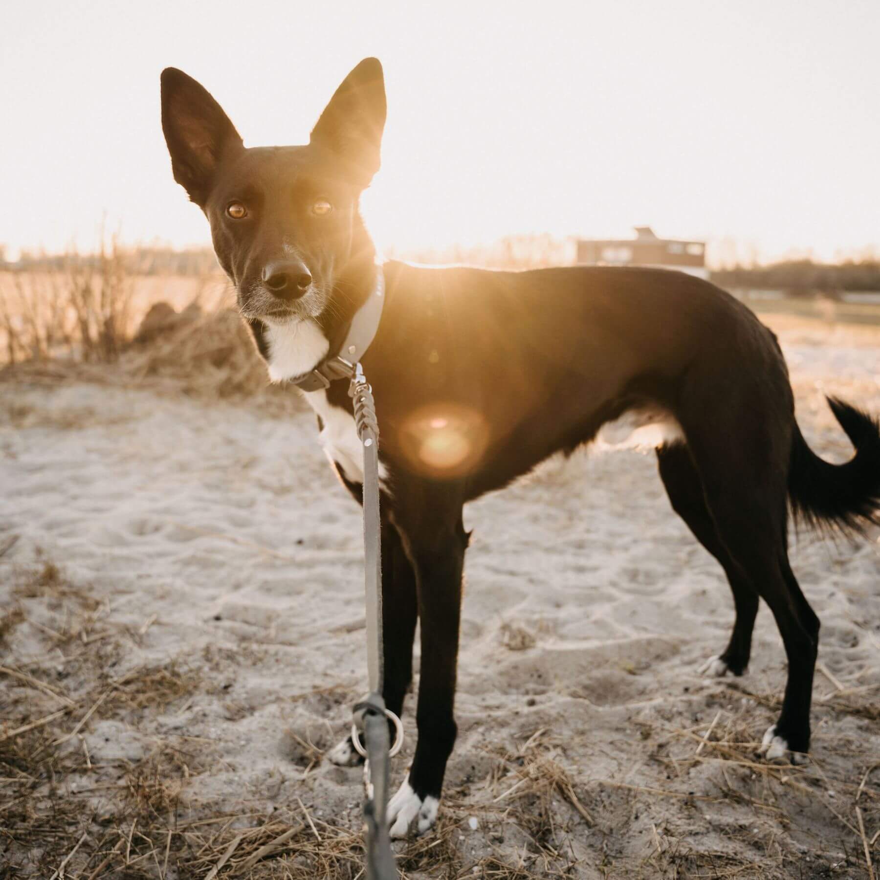 Personalisierbares Lederhalsband mit Name | Steingrau
