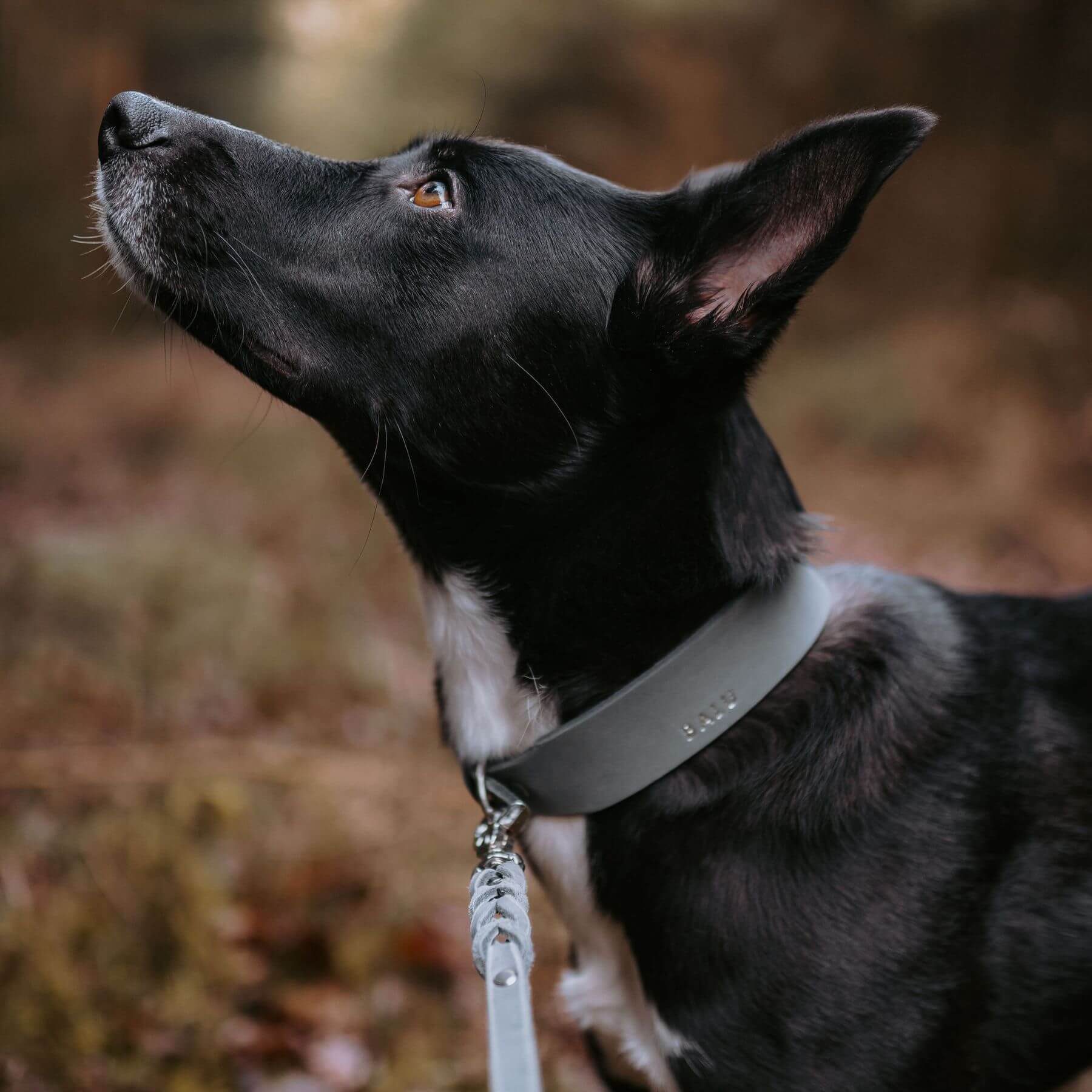 Personalisierbares Lederhalsband mit Name | Steingrau