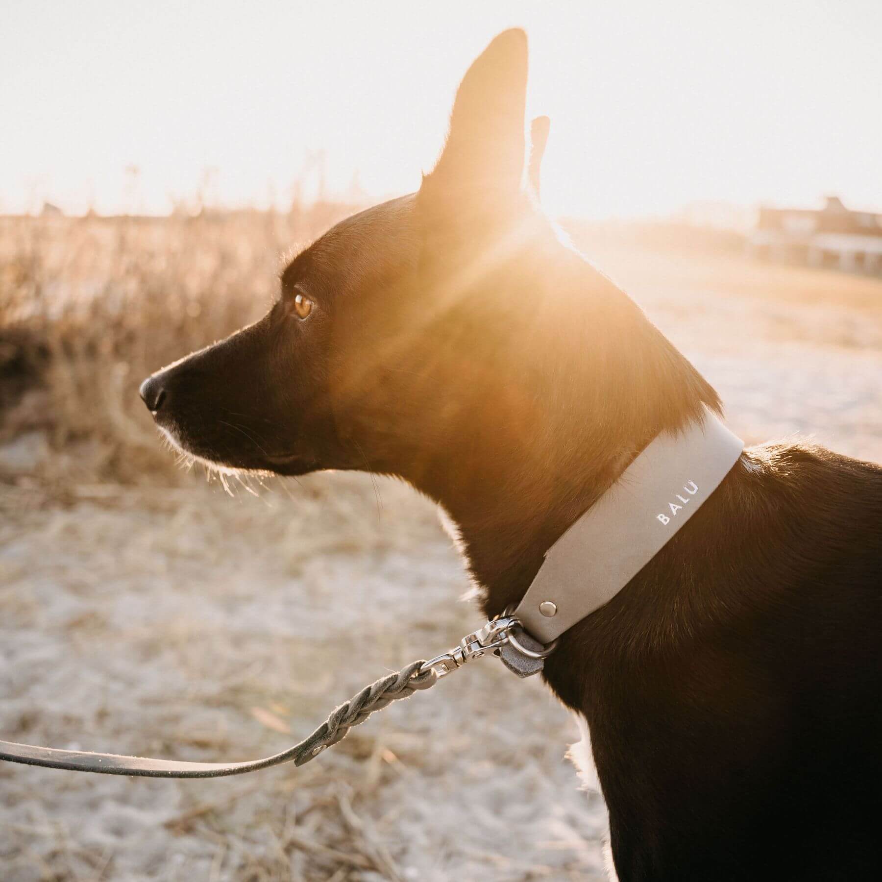 Personalisierbares Lederhalsband mit Name | Steingrau