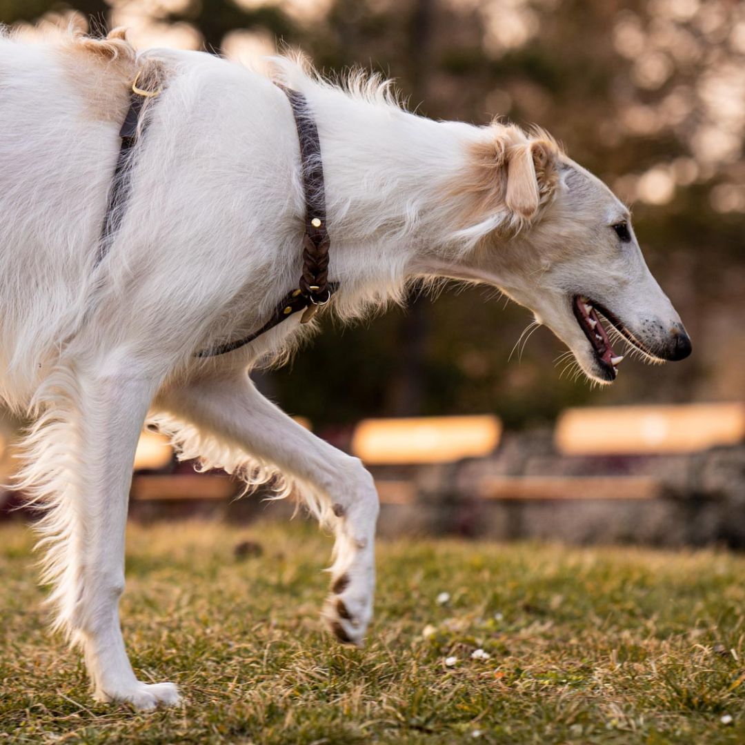 Hundegeschirr 'Bjarki' in Kastanie