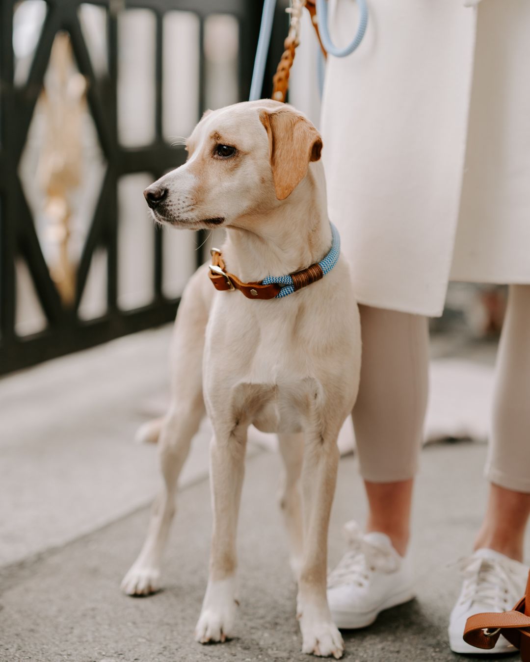 Tauhalsband 'Pazifik'