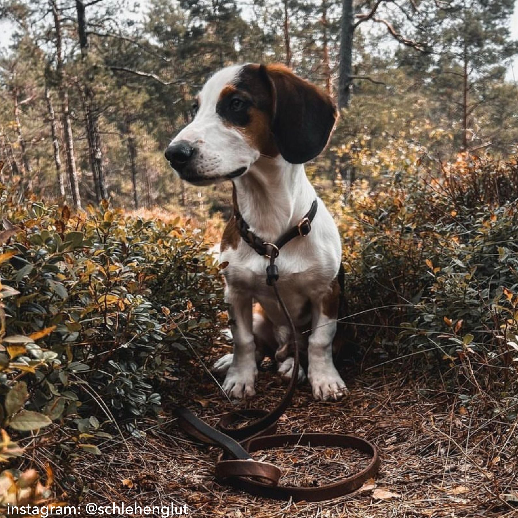 Retrieverleine aus Fettleder 'Bayo'