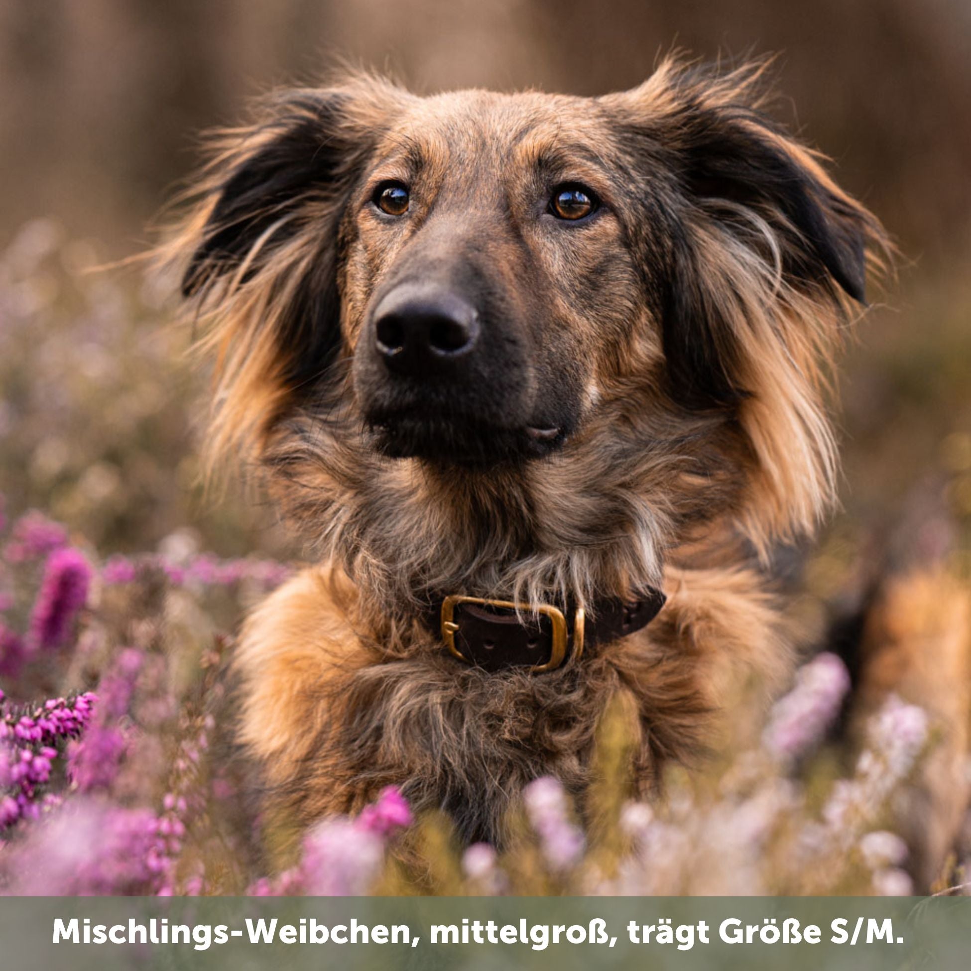 Personalisierbares Lederhalsband mit Name | Kastanie