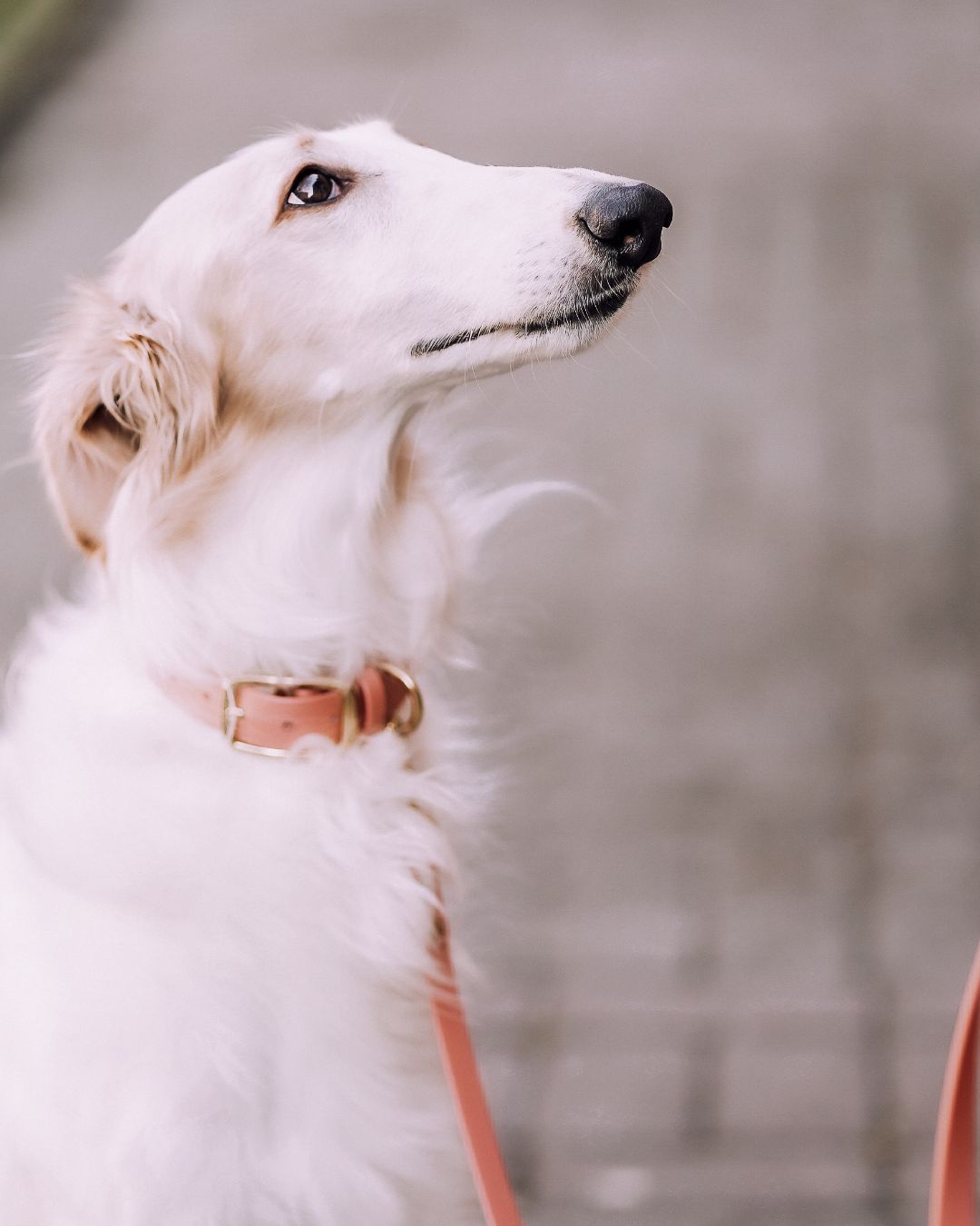 B:Ware | Hundeleine aus Biothane® 'Rosegold'