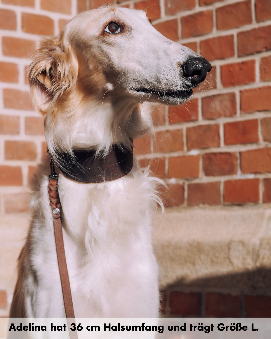 Set | Windhundhalsband (5 cm breit) & Leine aus Fettleder