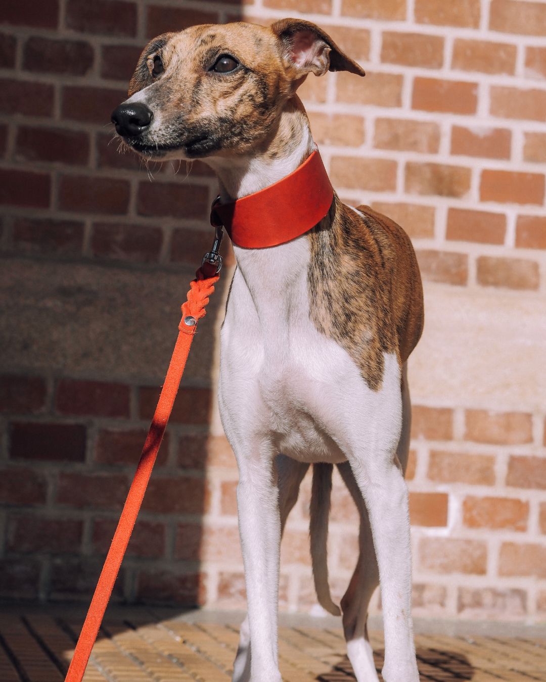 Set | Windhundhalsband (5 cm breit) & Leine aus Fettleder