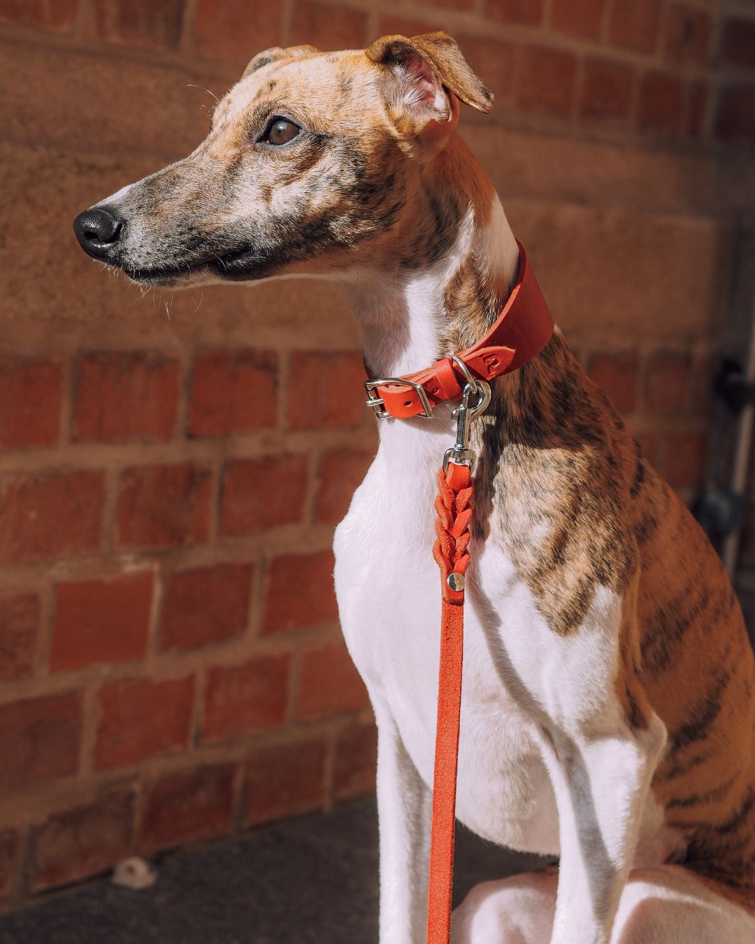 Set | Windhundhalsband (5 cm breit) & Leine aus Fettleder