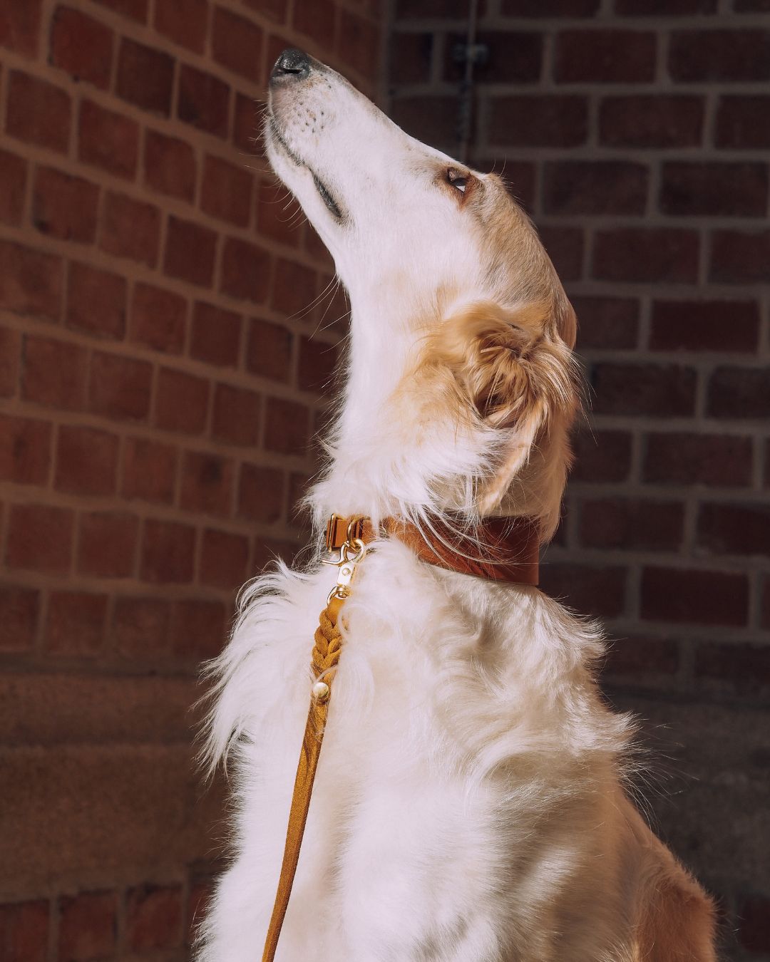 Set | Windhundhalsband (5 cm breit) & Leine aus Fettleder