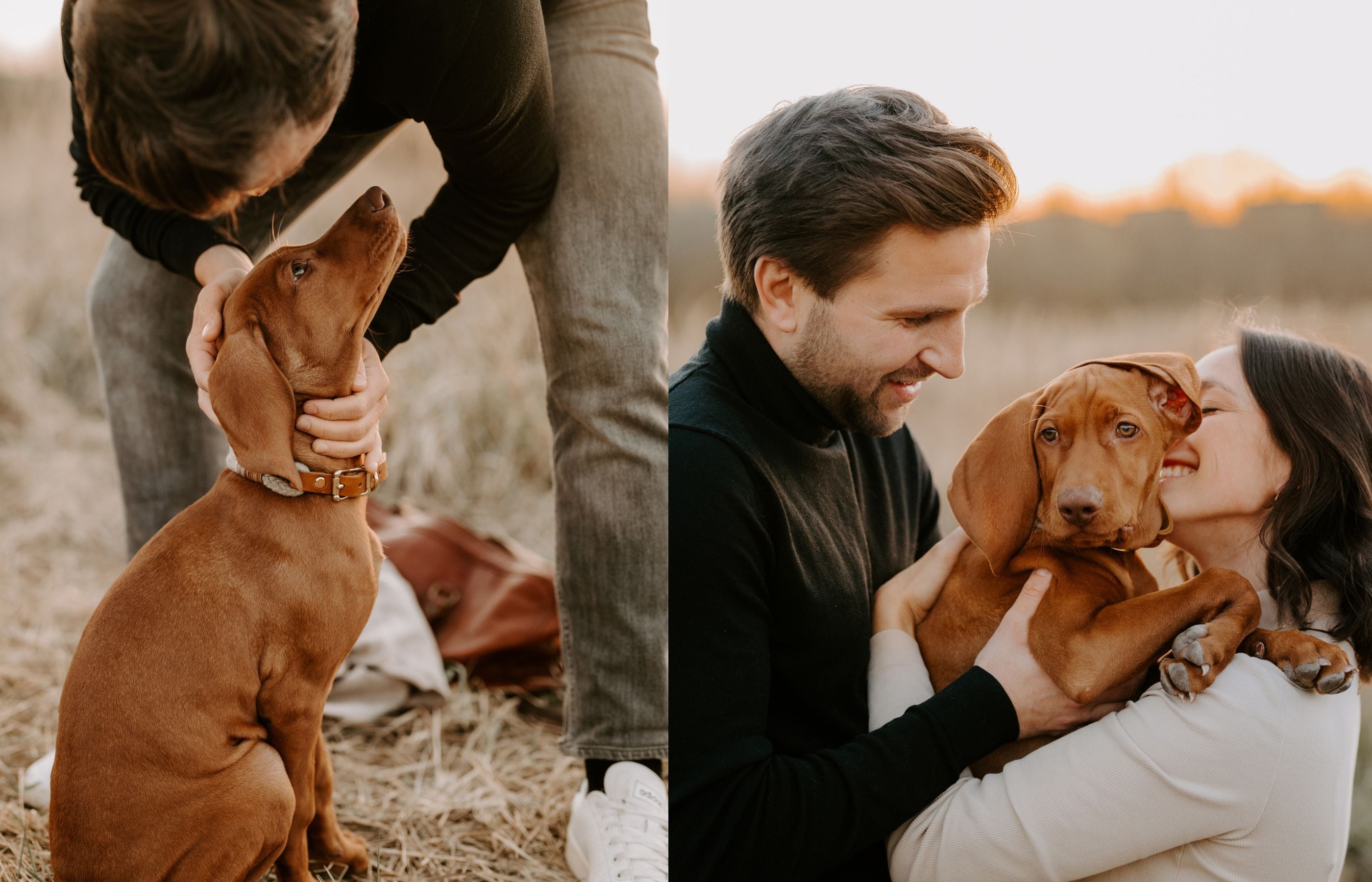 Der Magyar Vizsla - ein Rasseportrait